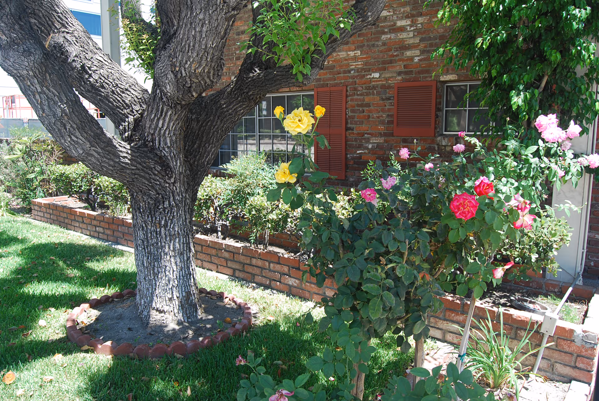 A large tree and blooming rose bushes in a grassy yard beside a brick building with shuttered windows.