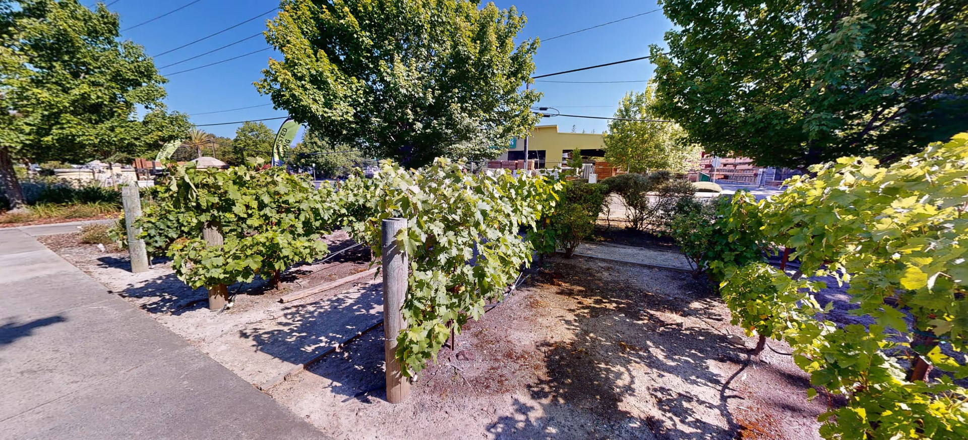 Outdoor garden area with rows of grapevines supported by wooden posts, surrounded by trees and a paved walkway on the left side. In the background, there is a yellow building and some fencing under a clear blue sky.