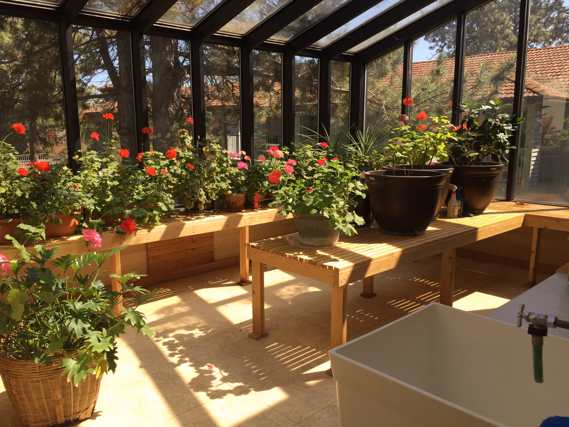 A sunlit indoor garden room with large windows and a glass ceiling. Several potted plants with red and pink flowers are placed on wooden benches and tables. A white utility sink with a green hose attached is visible in the foreground.