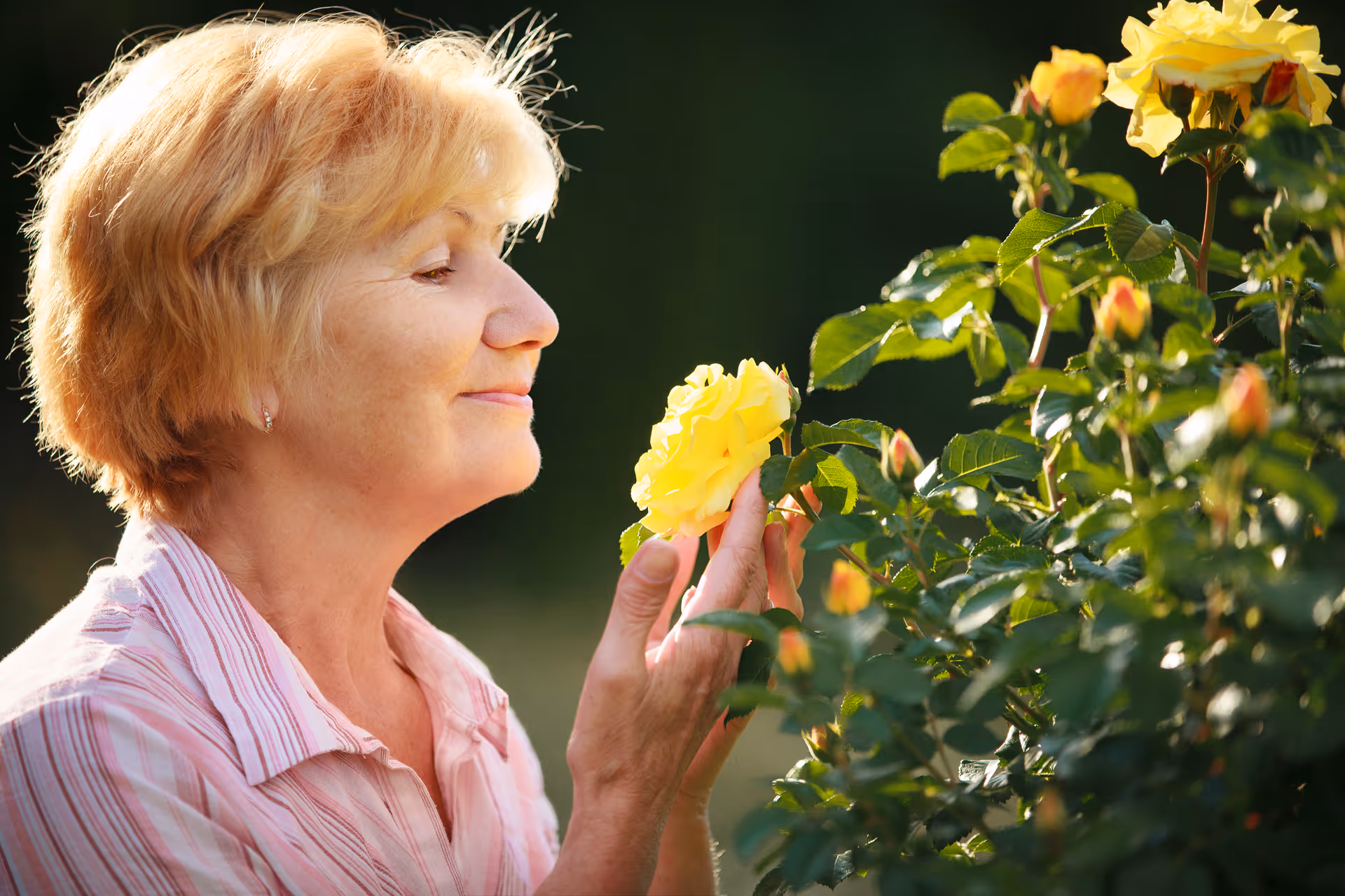 An elderly woman with short blonde hair wearing a pink striped shirt is gently holding and smelling a yellow rose in a garden with green foliage and other yellow rosebuds.