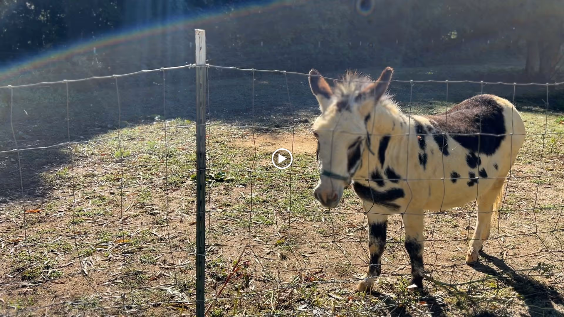 A black-and-white spotted donkey standing behind a wire fence in an outdoor paddock with a faint rainbow lens flare.