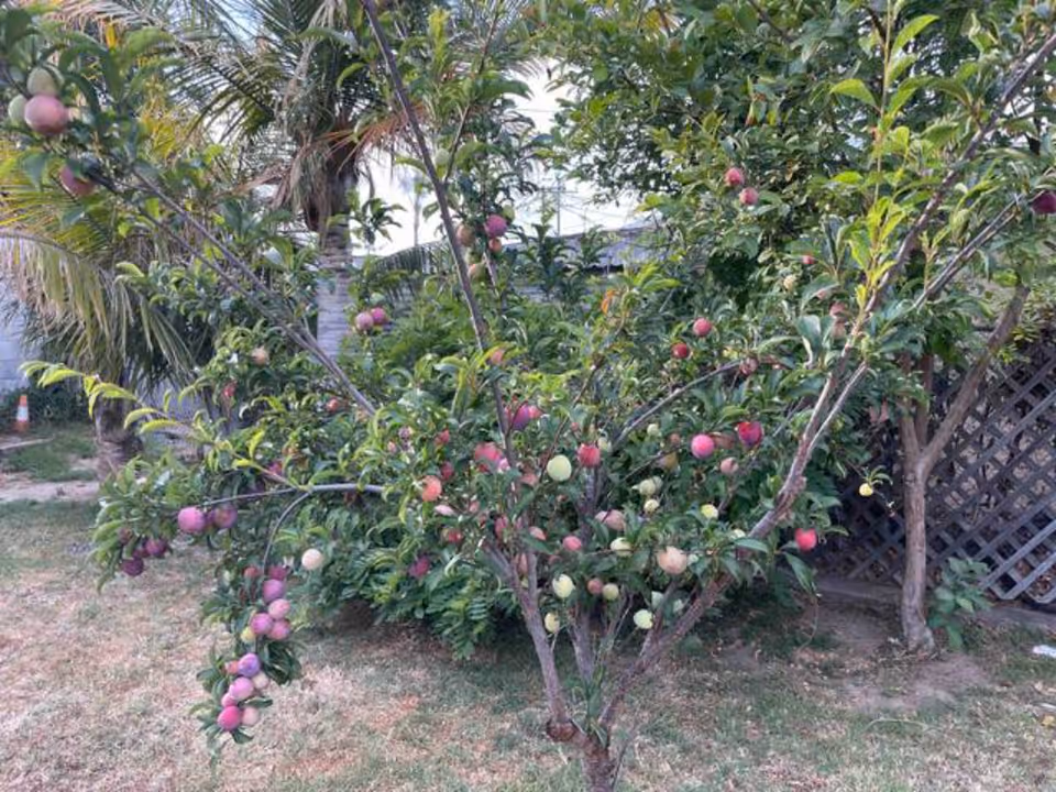 A small fruit tree with numerous ripe and unripe apples growing on its branches in a garden area with grass and other plants in the background.