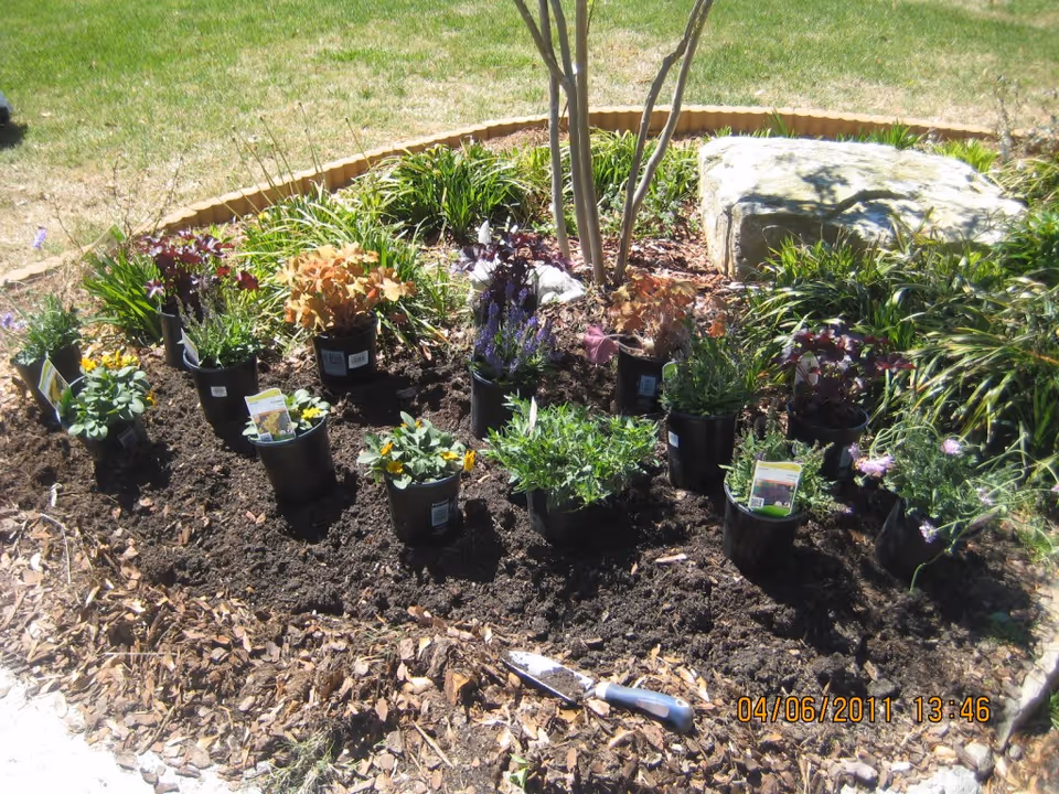 Potted flowering plants and a hand trowel arranged in a garden bed around a small tree ready for planting.