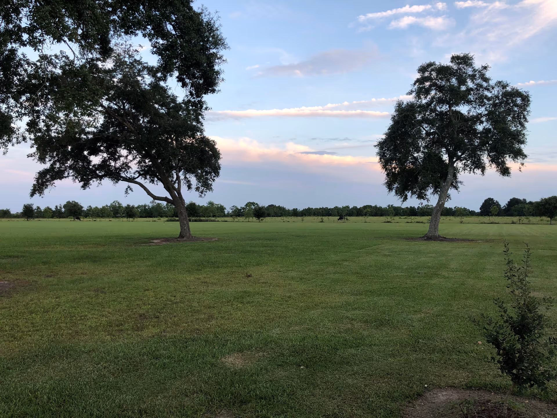 A wide open grassy field with two large trees in the foreground and more trees in the distance under a partly cloudy sky at sunset.