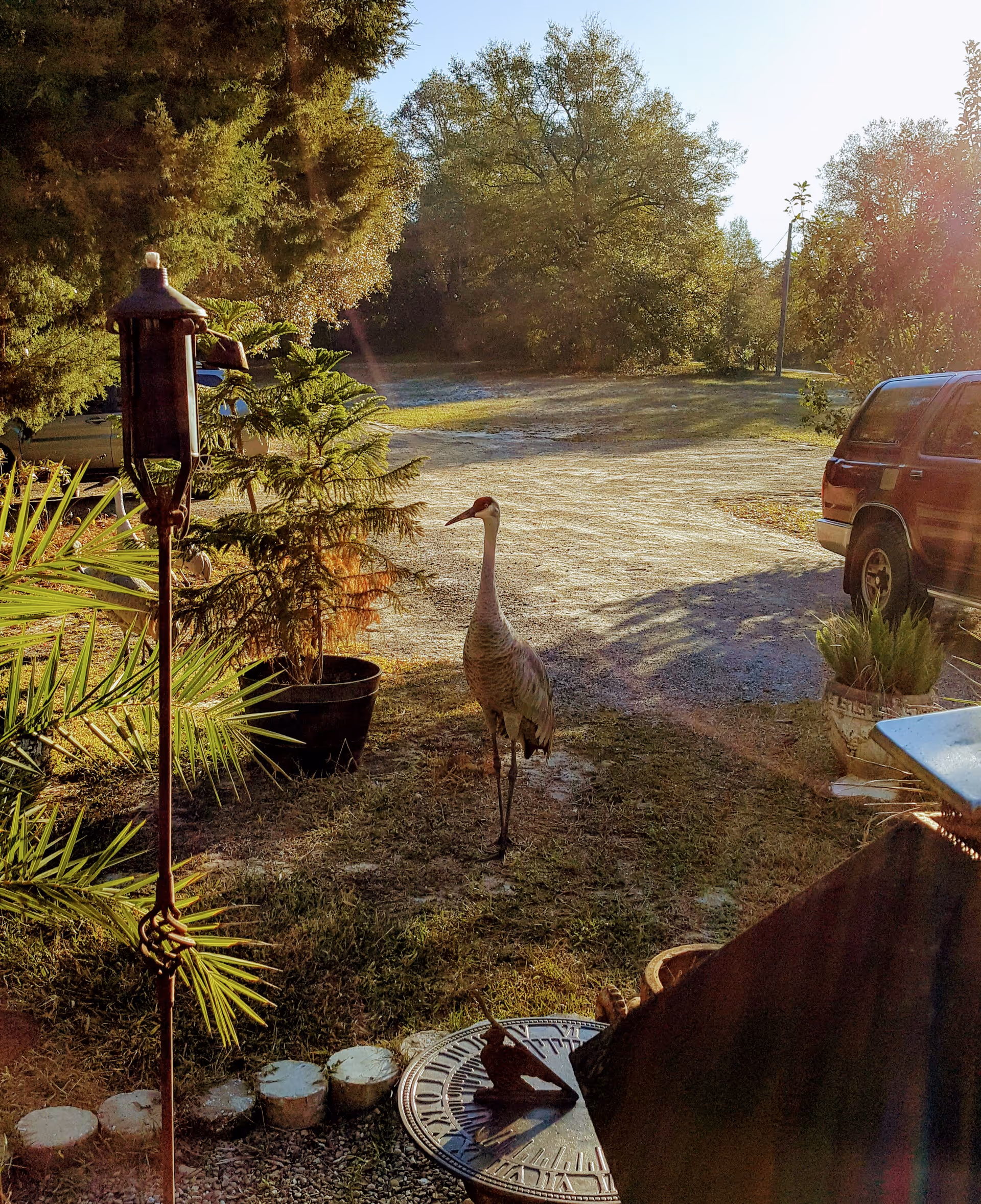 A sunlit outdoor scene featuring a tall bird standing on grass near a gravel driveway. Surrounding the bird are various plants, including a potted small tree and palm leaves. A red vehicle is parked on the right side, and trees are visible in the background under a clear sky.