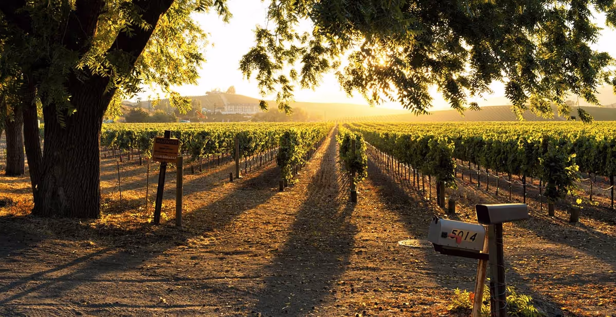 Sunlit vineyard rows extending into the distance with a large tree casting shadows in the foreground. A mailbox with the number 5014 is visible on the right side, and a sign is posted on a post near the vineyard. The scene is bathed in warm golden light, suggesting early morning or late afternoon.