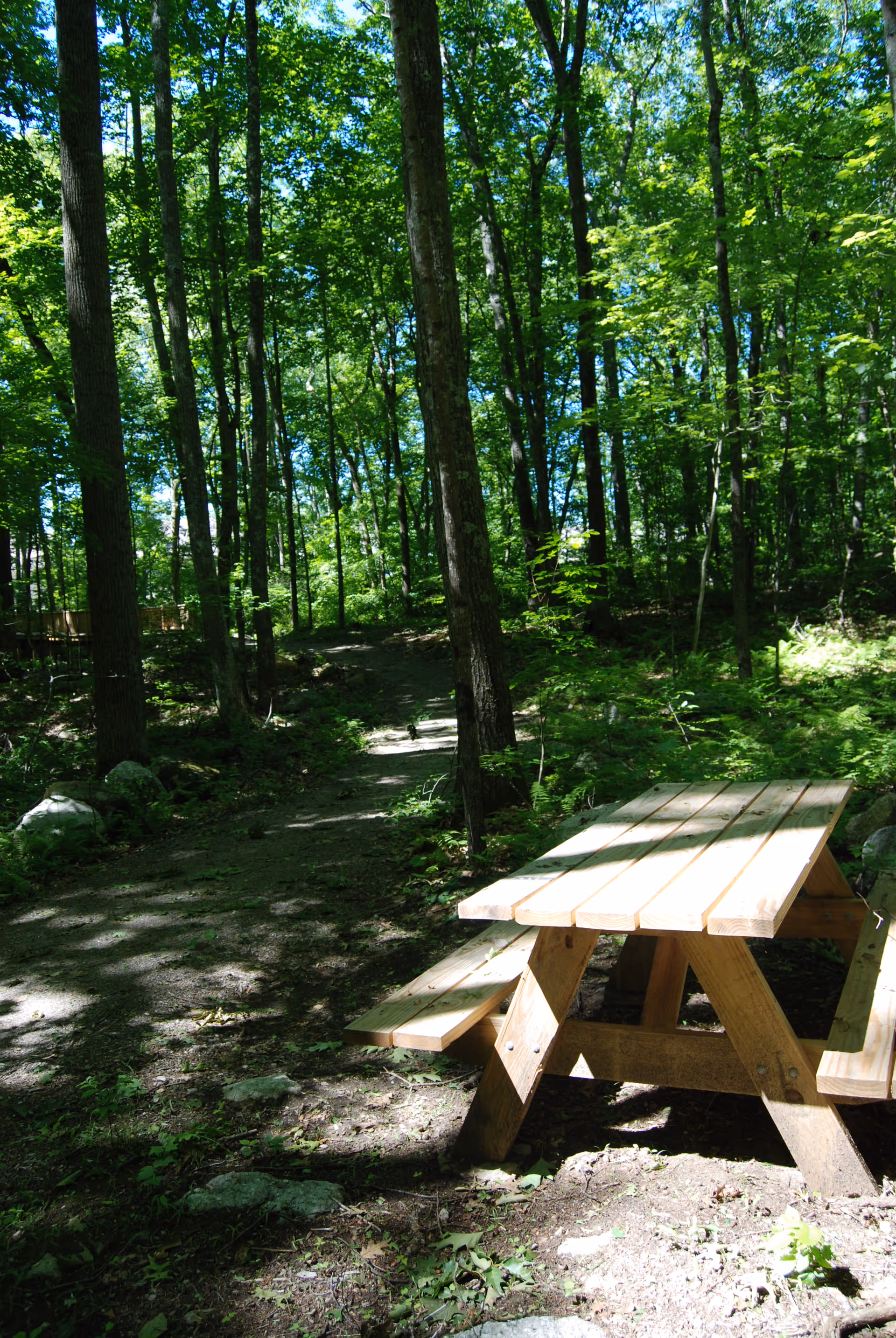A wooden picnic table with attached benches sits in a shaded forest area surrounded by tall trees and green foliage, with sunlight filtering through the leaves.