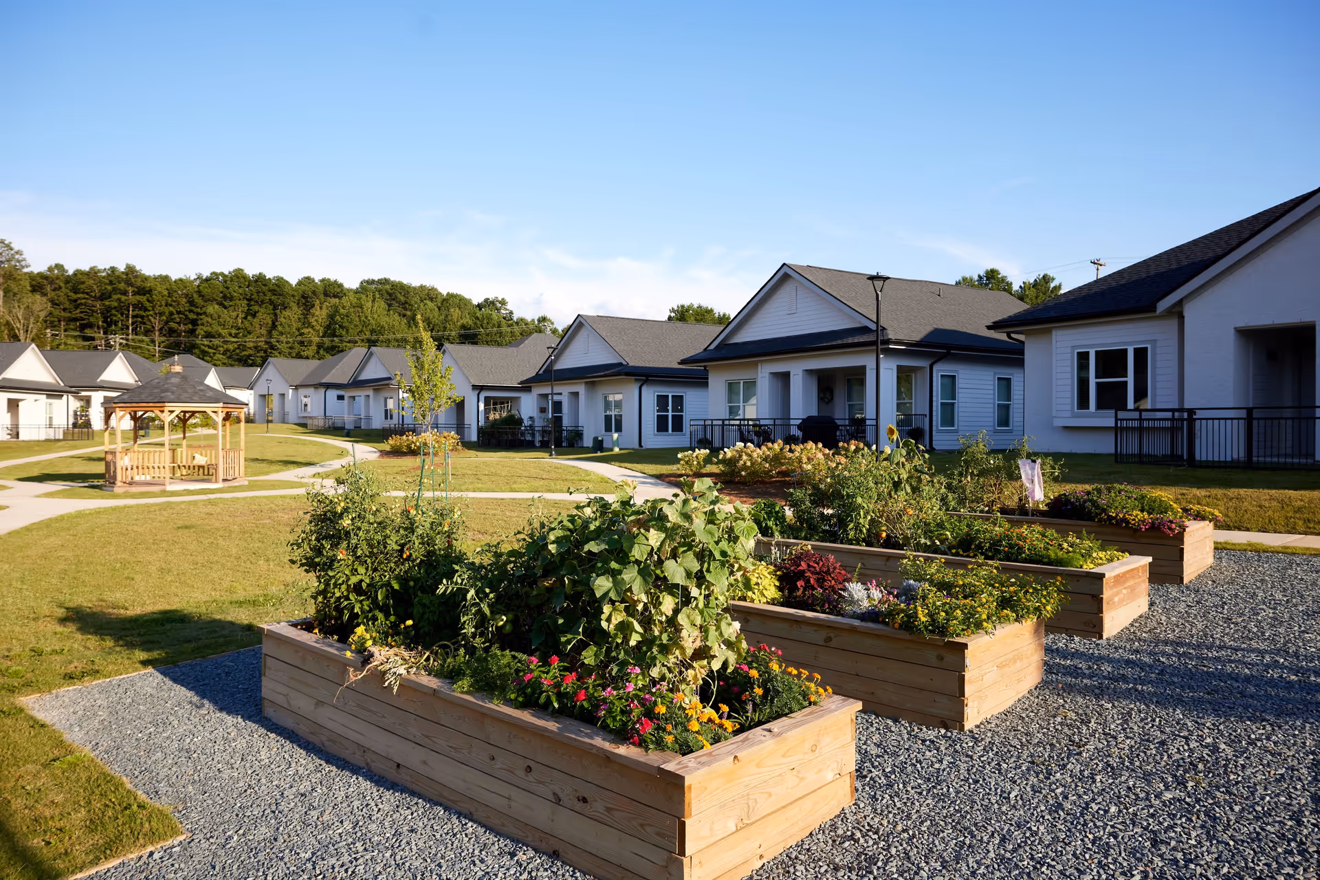 Raised garden beds filled with various plants and flowers in a landscaped outdoor area of a senior living facility, with white single-story residential buildings and a wooden gazebo in the background under a clear blue sky.