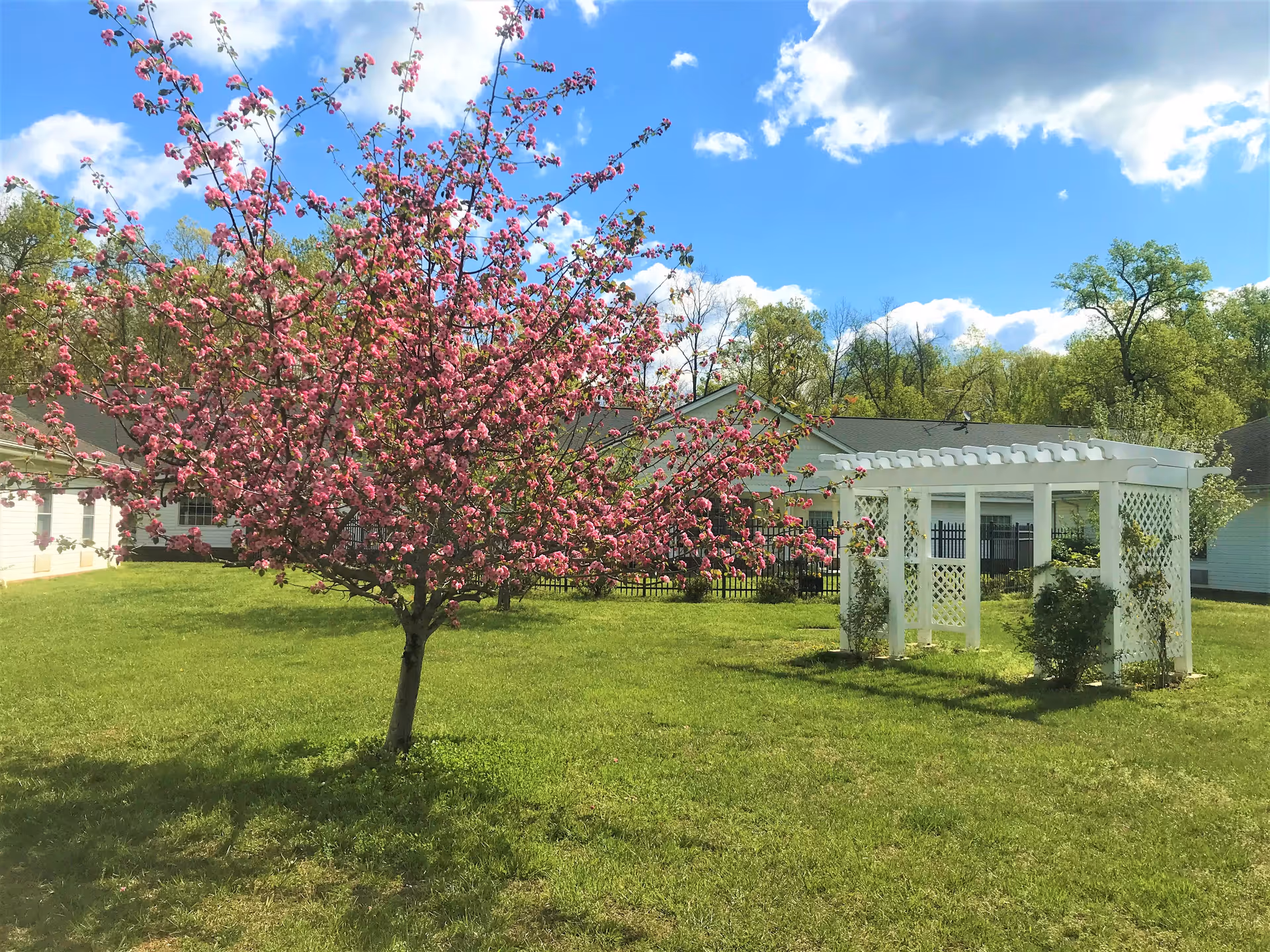A blooming pink flowering tree stands on a grassy lawn next to a white wooden pergola with lattice sides. In the background, there are single-story buildings with light-colored siding and a black metal fence. The sky is blue with scattered white clouds.
