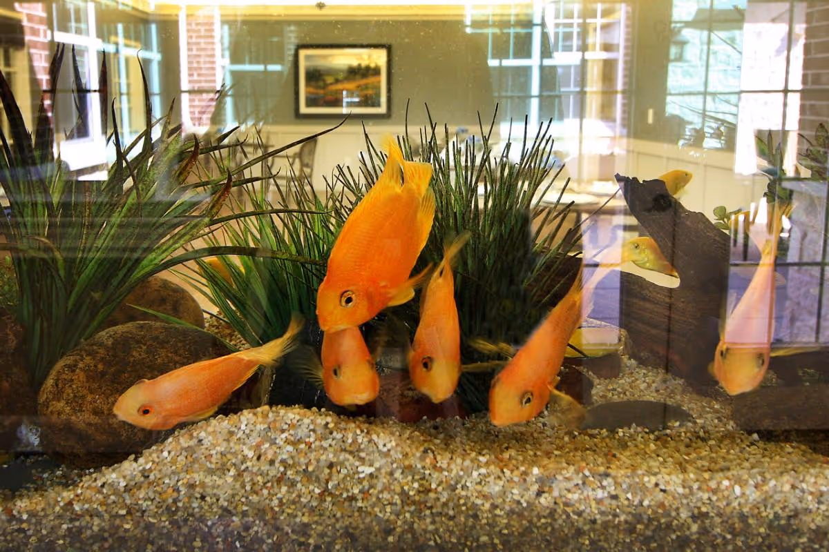 An aquarium with several orange fish swimming among green aquatic plants and rocks, with a reflection of a bright room with windows and framed artwork in the background.