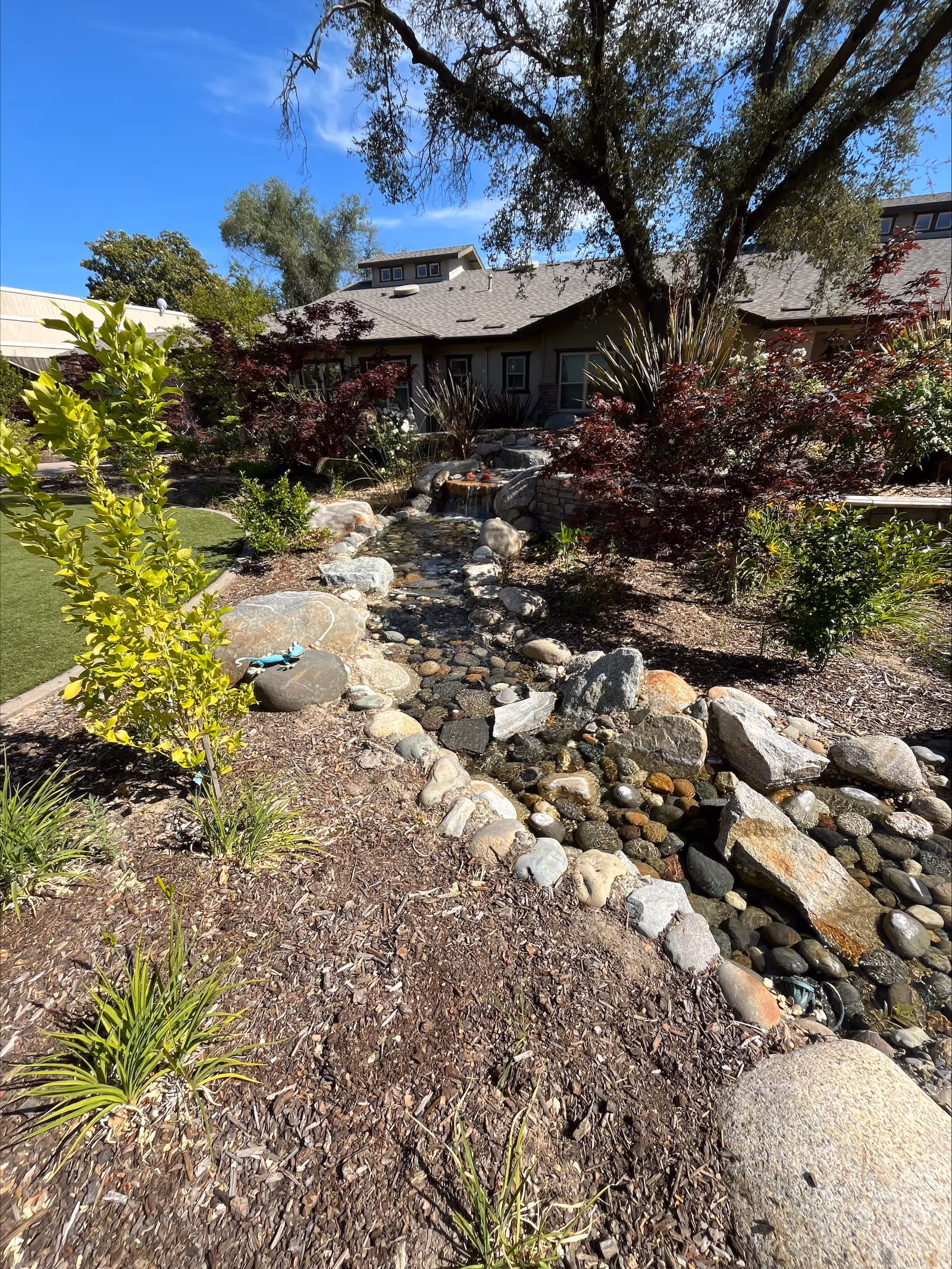 A landscaped outdoor area at CountryHouse At Granite Bay featuring a small rock-lined stream with clear water flowing through it, surrounded by various plants, shrubs, and trees. In the background, there is a building with a sloped roof under a clear blue sky.