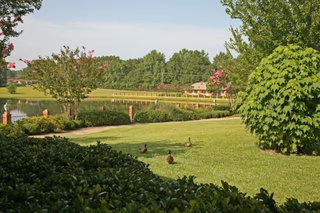Green lawn with ducks near a pond, a walking path, trees, and a small building in the background.
