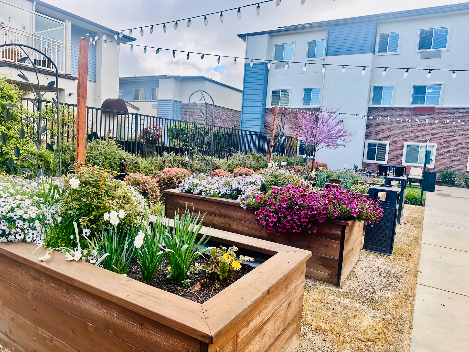 Outdoor garden area at Summerset Senior Living, Lincoln with raised wooden flower beds filled with various blooming flowers and plants. String lights are hung overhead, and the background shows a multi-story building with windows and a brick facade.