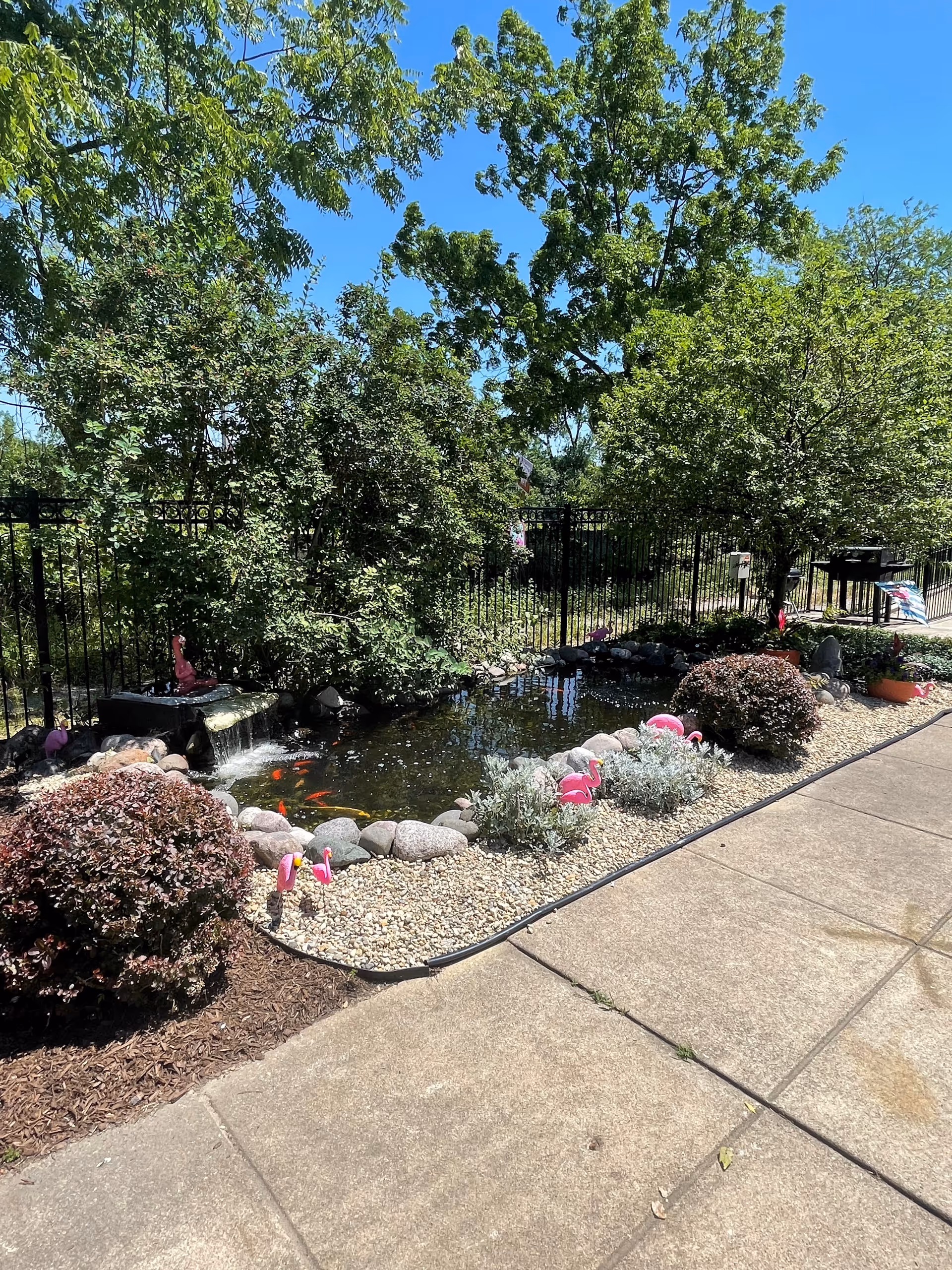 Outdoor garden area with a small pond containing orange fish, surrounded by rocks, bushes, and small pink flamingo decorations. There is a black metal fence and trees in the background under a clear blue sky. A concrete walkway runs alongside the garden.