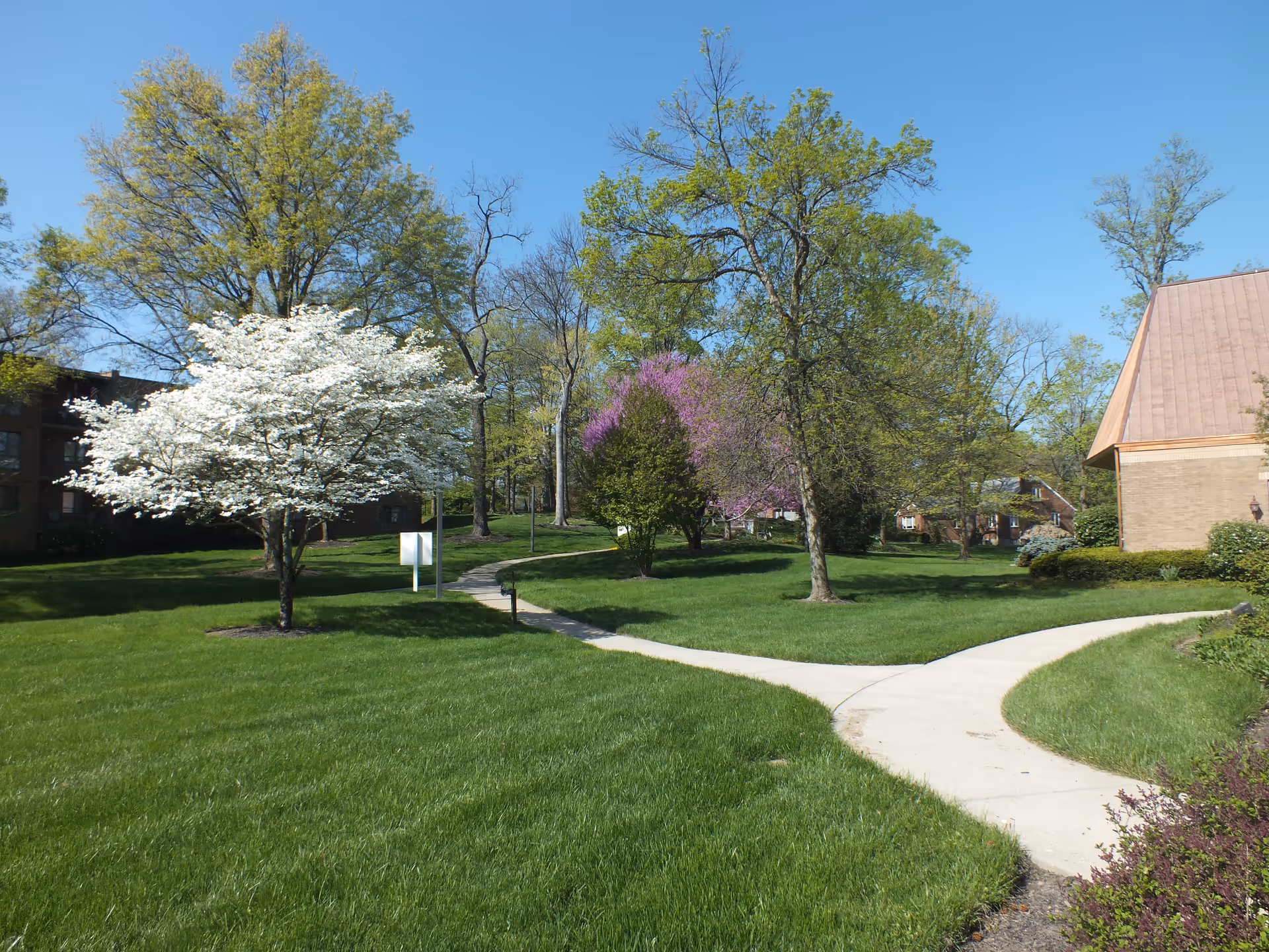 A landscaped outdoor area with green grass, a concrete walking path that forks in two directions, several trees including one with white blossoms and another with purple flowers, and buildings partially visible in the background under a clear blue sky.