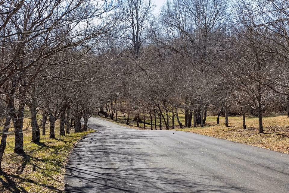 A paved road curves gently to the left, lined on both sides by leafless trees casting shadows on the ground, with grass and a wooded area in the background under a clear sky.