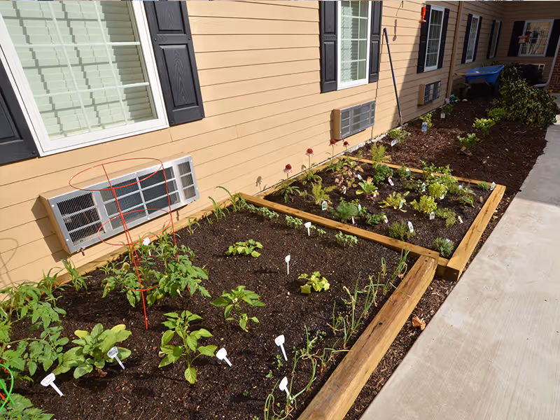 Raised wooden garden beds with young plants alongside the exterior wall and windows of the facility.