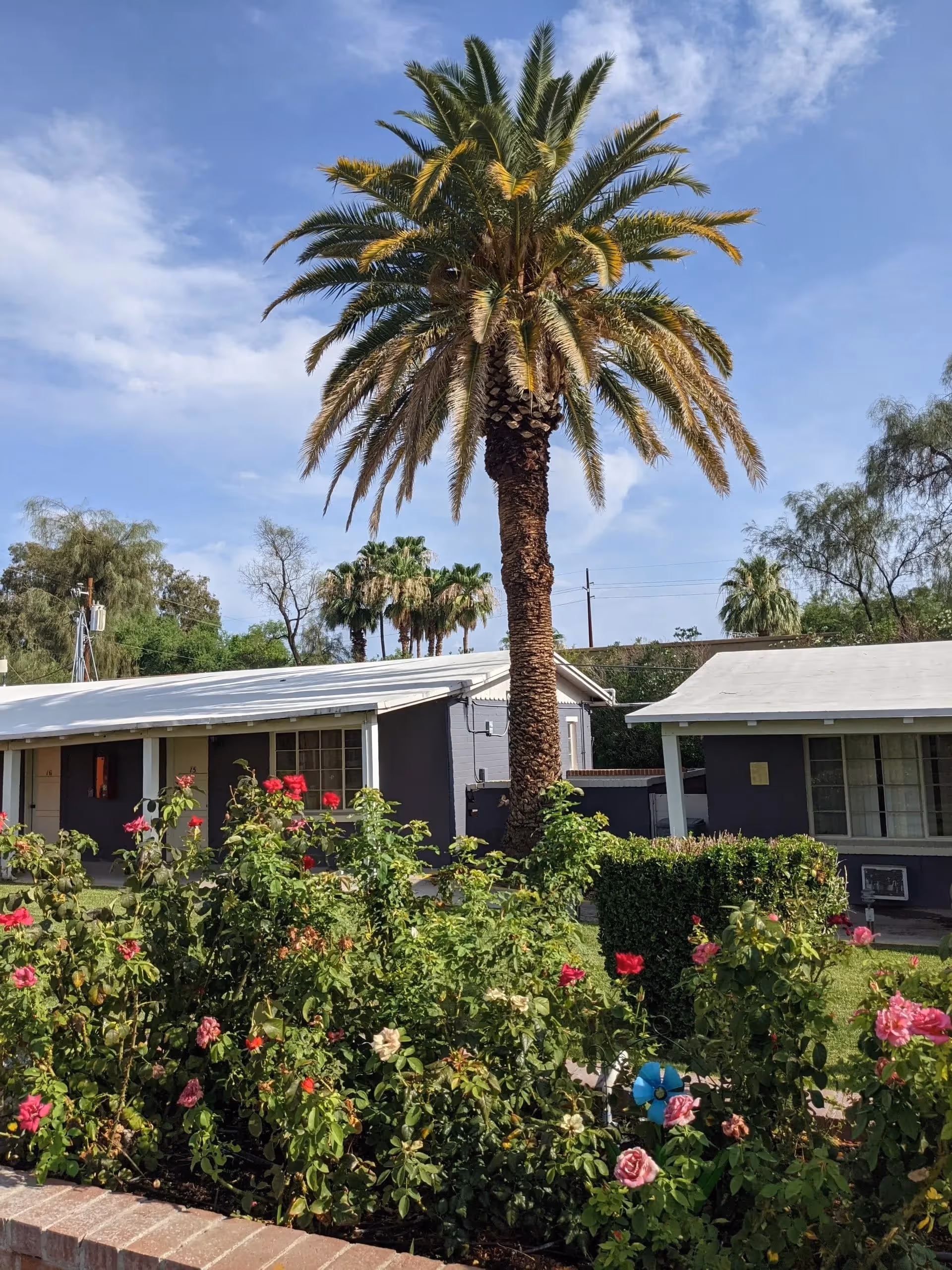 Front exterior of a single-story assisted living building with a tall palm tree and rose bushes in the foreground.
