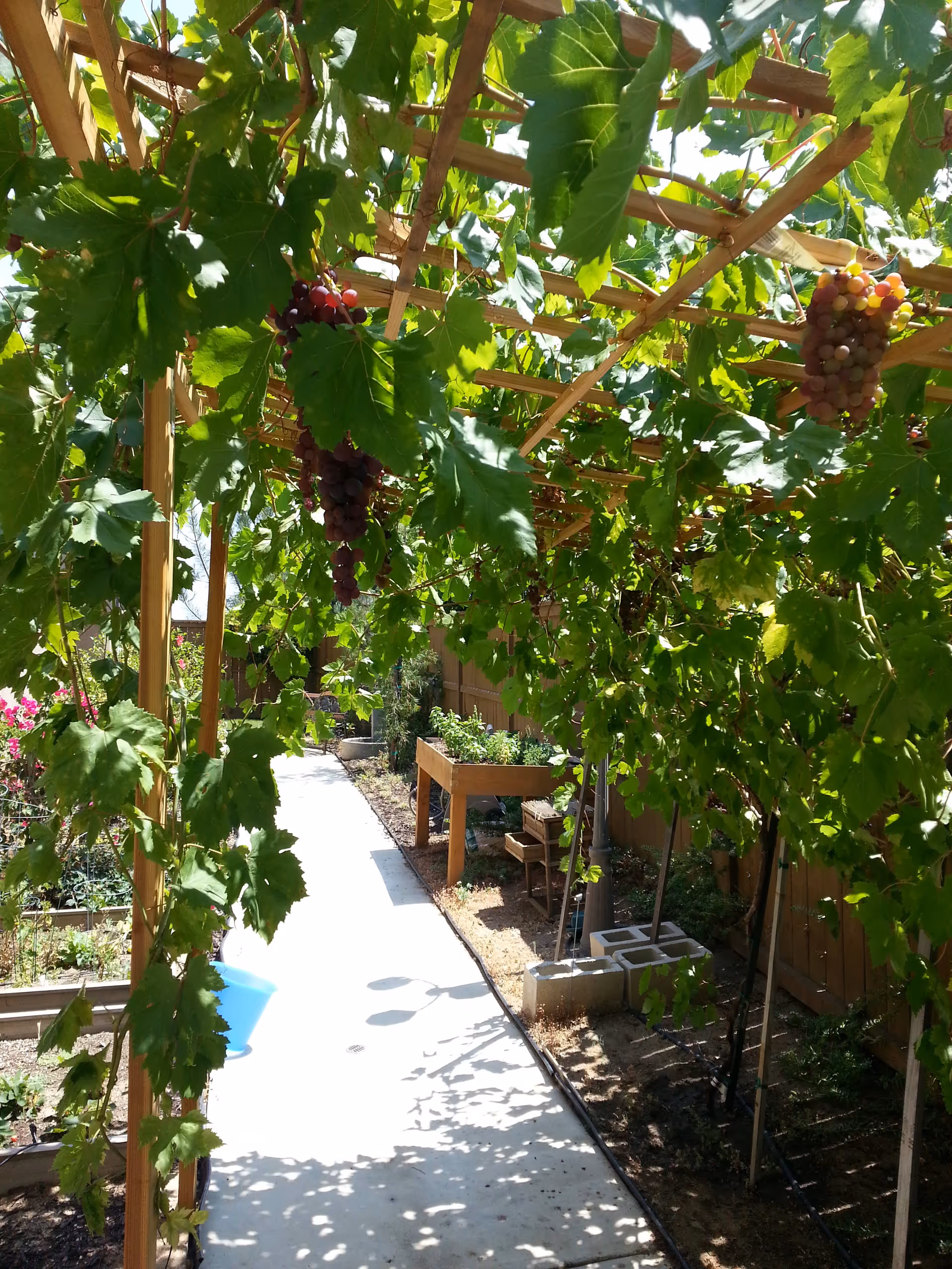 A garden pathway shaded by a wooden trellis covered with green grapevines and clusters of grapes. Raised garden beds and various plants are visible along the sides of the path, with a wooden fence in the background.
