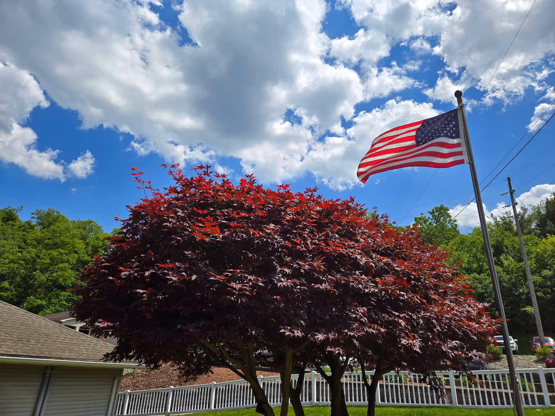 Red-leaved ornamental tree beside an American flagpole outside under a blue sky with clouds.