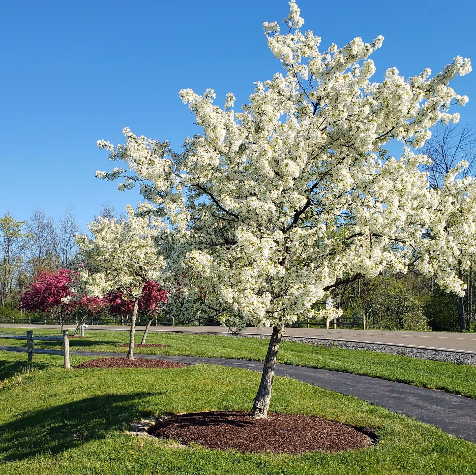 A landscaped outdoor area with a row of blossoming trees, including a prominent tree with white flowers in the foreground and trees with pink flowers in the background, set against a clear blue sky and a paved pathway.
