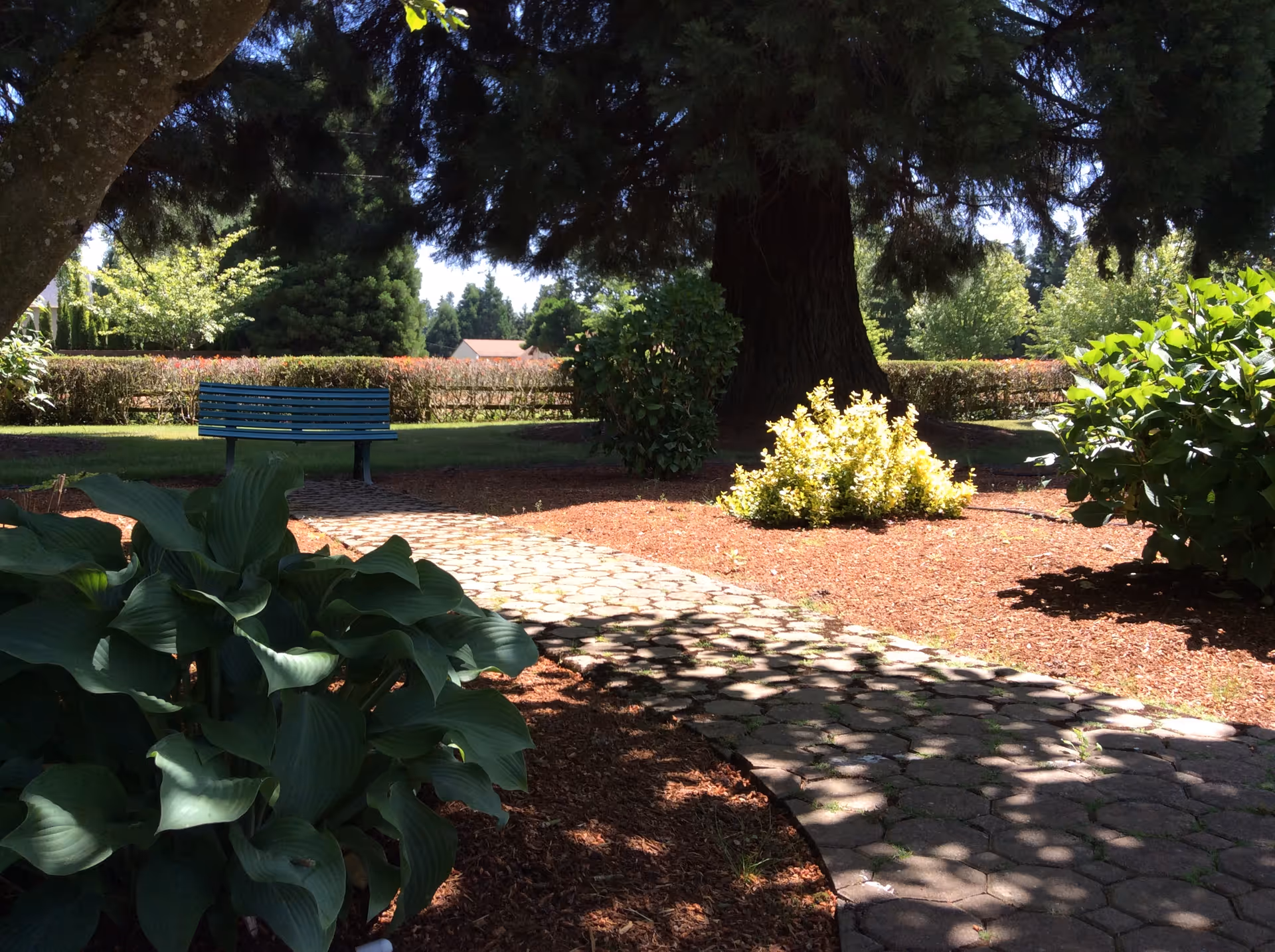 A shaded garden area with a curved stone pathway, green leafy plants, a large tree, a small bush with yellow leaves, and a blue bench in the background under sunlight.