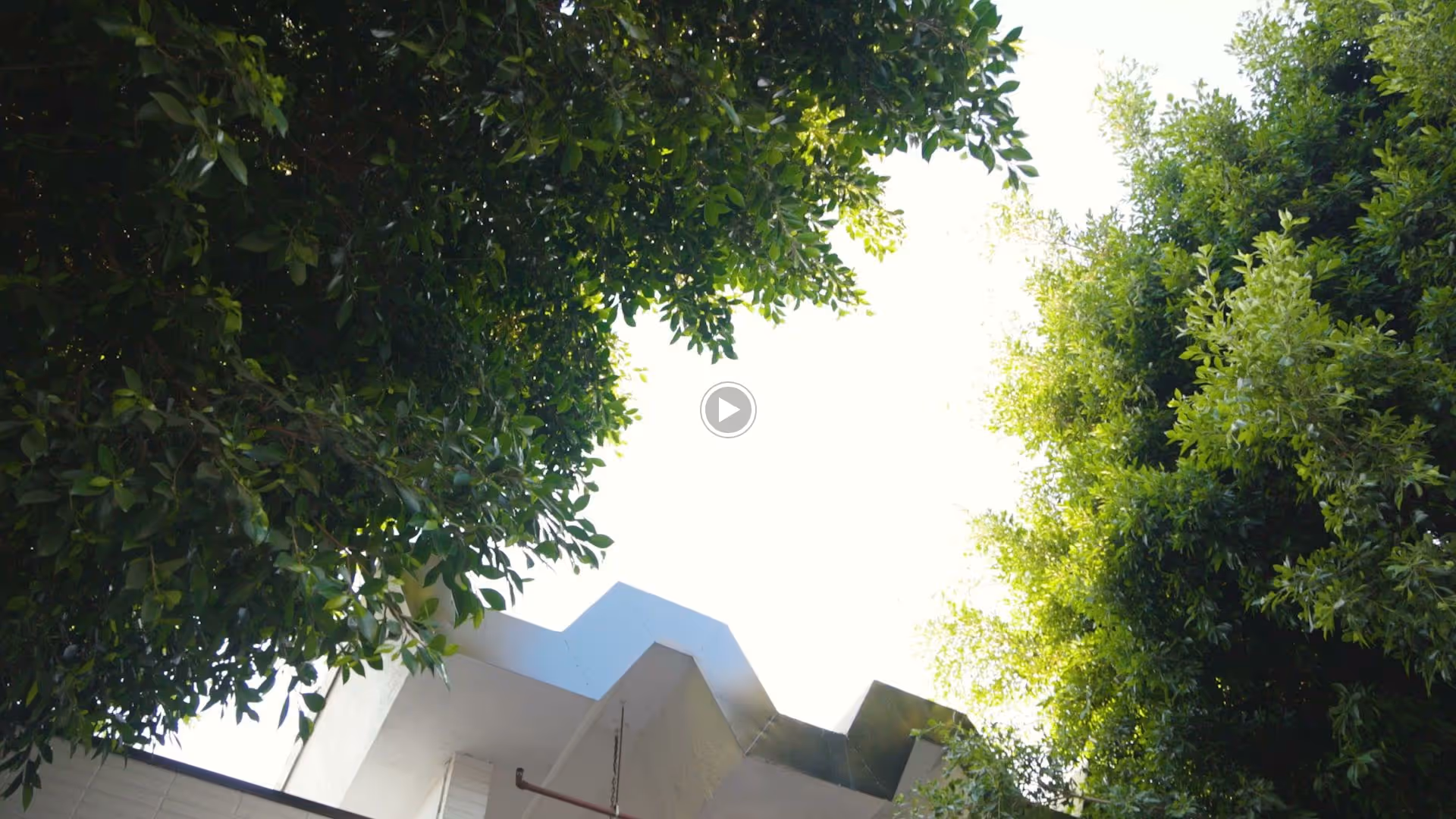 Treetops frame an angular white roofline against a bright sky.