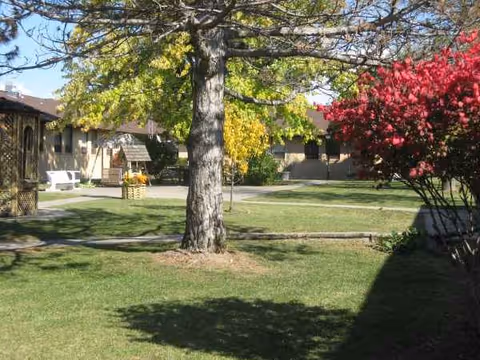 Sunny outdoor courtyard with a large tree, grass, and surrounding buildings.