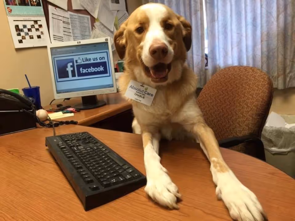 A dog wearing a name tag that reads 'Absolut Care Charlie' is sitting at a desk with its front paws on the desk. Behind the dog, there is a computer monitor displaying a Facebook like page, an office chair, and a cluttered bulletin board on the wall.