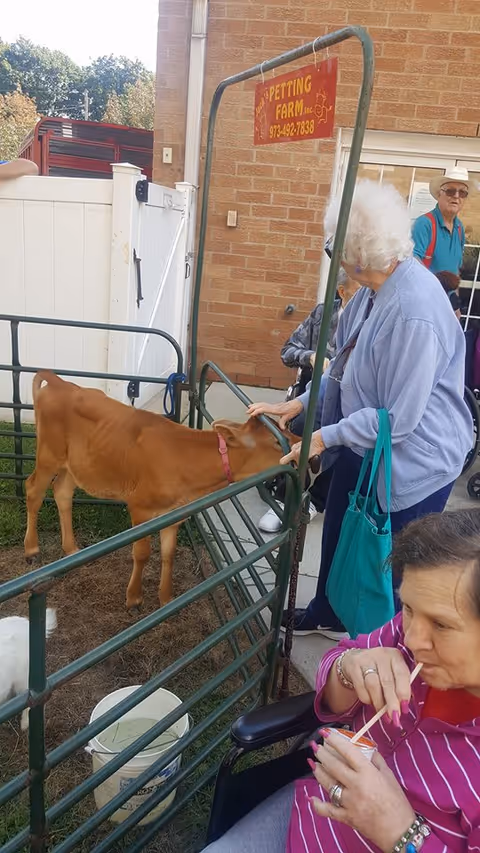 An elderly woman in a light blue sweater is petting a brown calf inside a small fenced petting farm area outside a brick building. Another elderly woman in a wheelchair wearing a pink striped shirt is drinking from a cup with a straw nearby. A man in a hat and blue shirt stands in the background near the building entrance. A red sign above the enclosure reads 'PETTING FARM Inc. 973-492-7838'.
