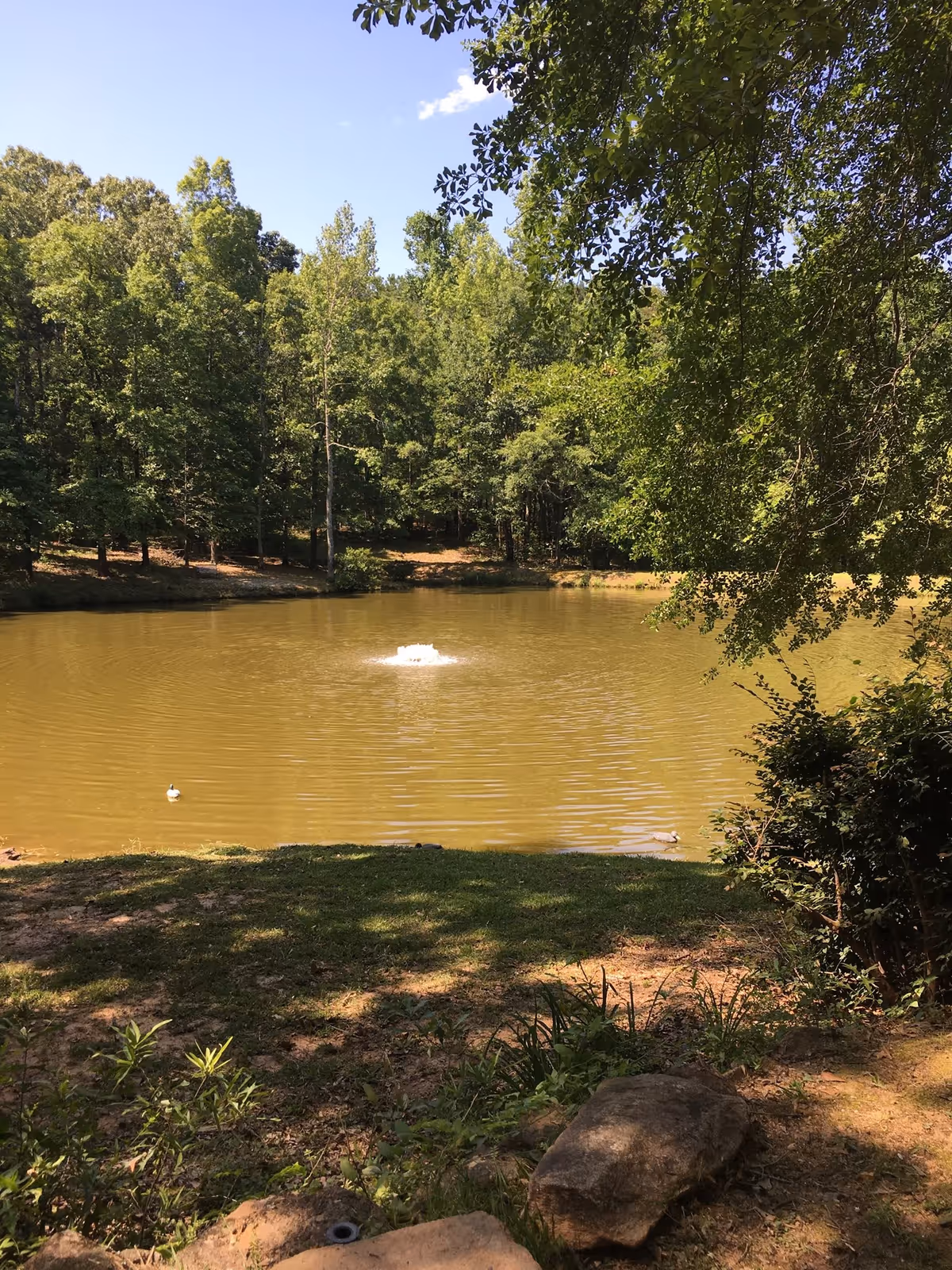 A peaceful pond surrounded by green trees with a small fountain in the center of the water. The foreground shows grassy and rocky ground with some bushes and plants. The sky is clear and blue.