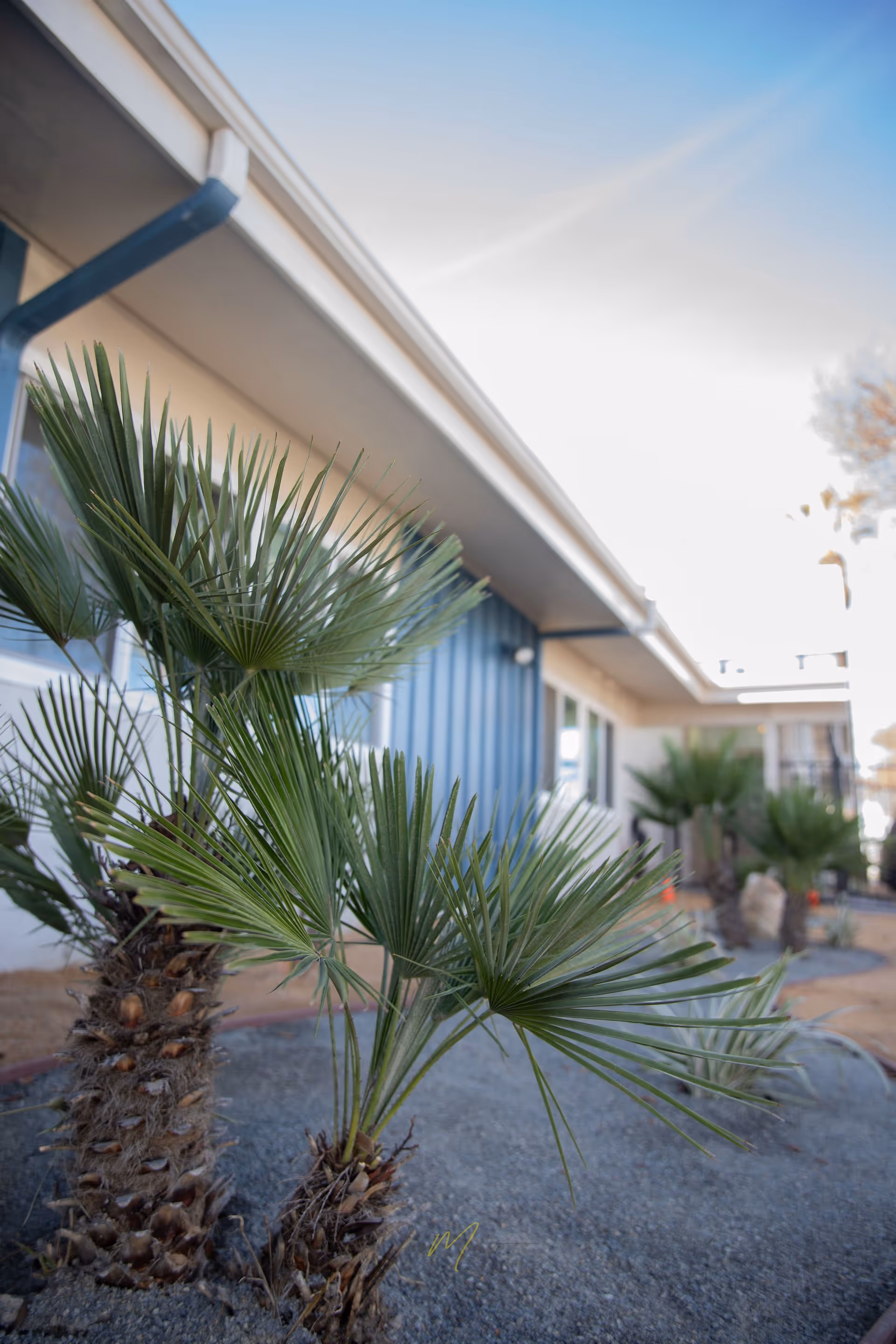 Small palm plants in front of a single-story blue-sided building under a clear sky.