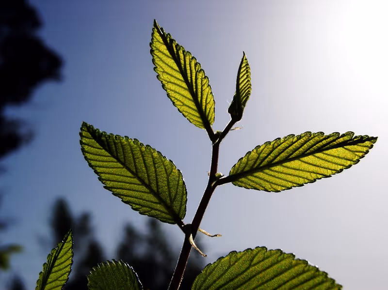Close-up of green leaves on a plant with sunlight shining through them against a clear sky background.