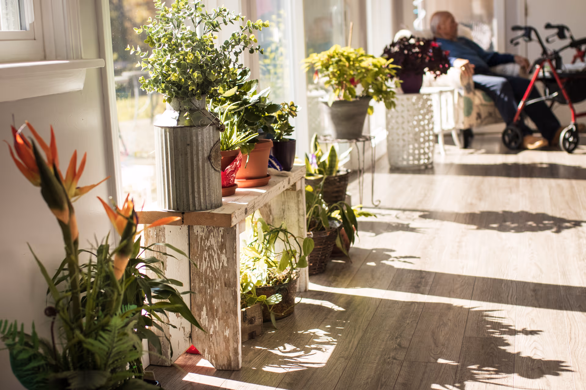 Sunlit interior space with various potted plants arranged on a rustic wooden bench and the floor, with an elderly person sitting in a chair near a window in the background, next to a red walker.