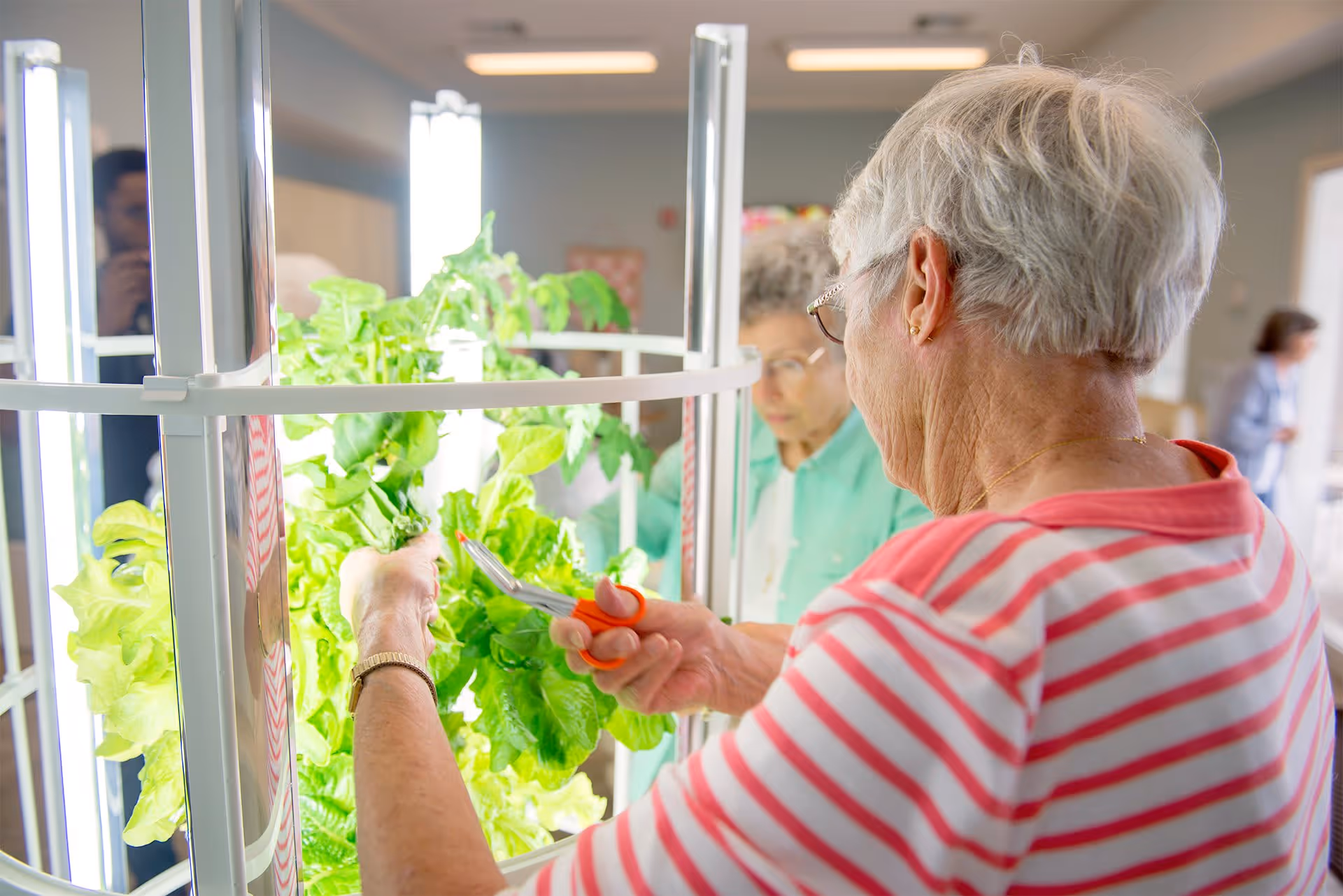 An elderly woman with short white hair and glasses trims fresh green lettuce leaves from an indoor vertical garden using scissors. Another elderly woman is visible in the background, also engaged with the plants. The setting appears to be a well-lit indoor space with other people in the background.