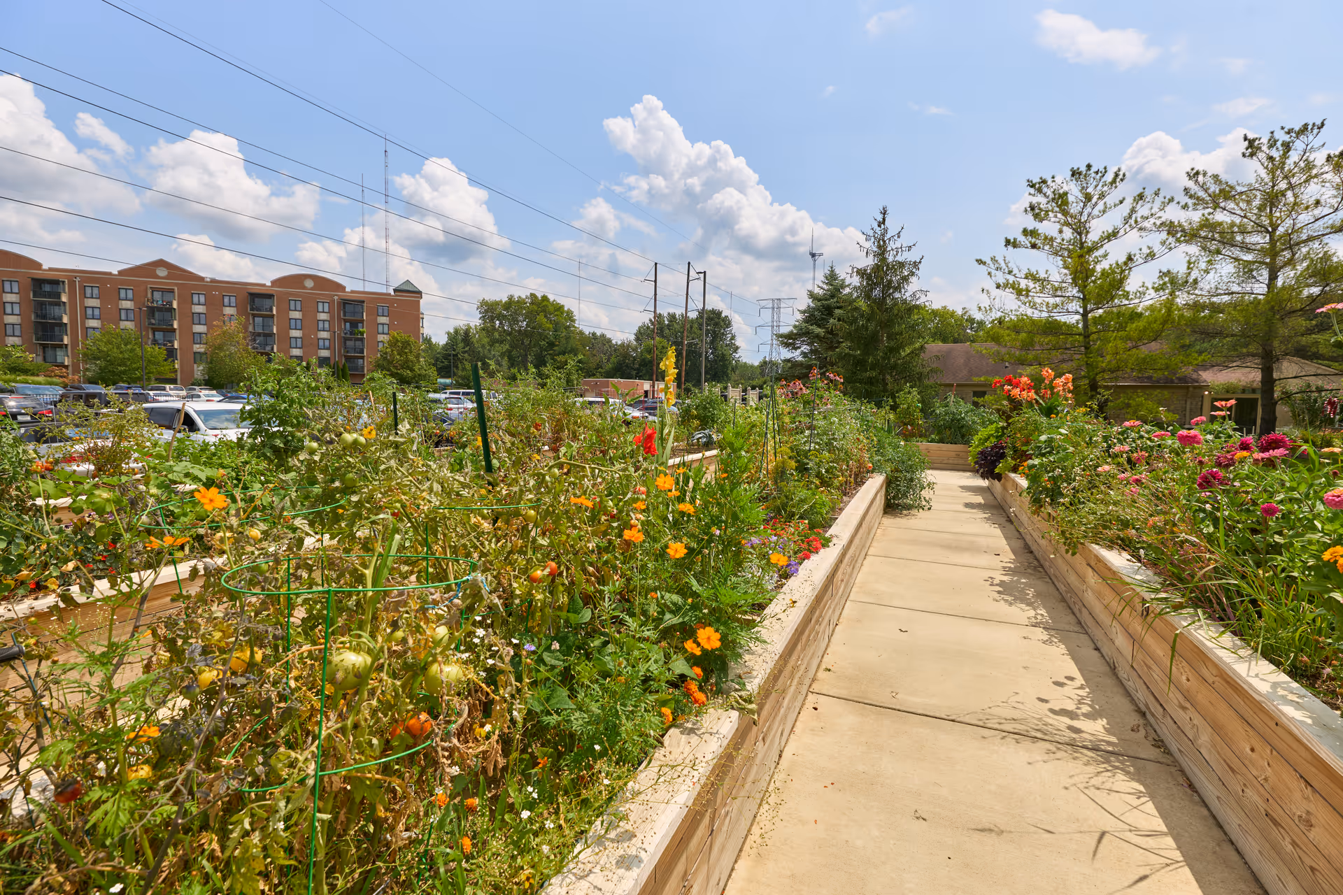 A sunny outdoor garden area with raised wooden garden beds filled with various plants and flowers. A concrete pathway runs between the garden beds. In the background, there are trees, a parking lot with cars, and a multi-story brick building under a partly cloudy sky.