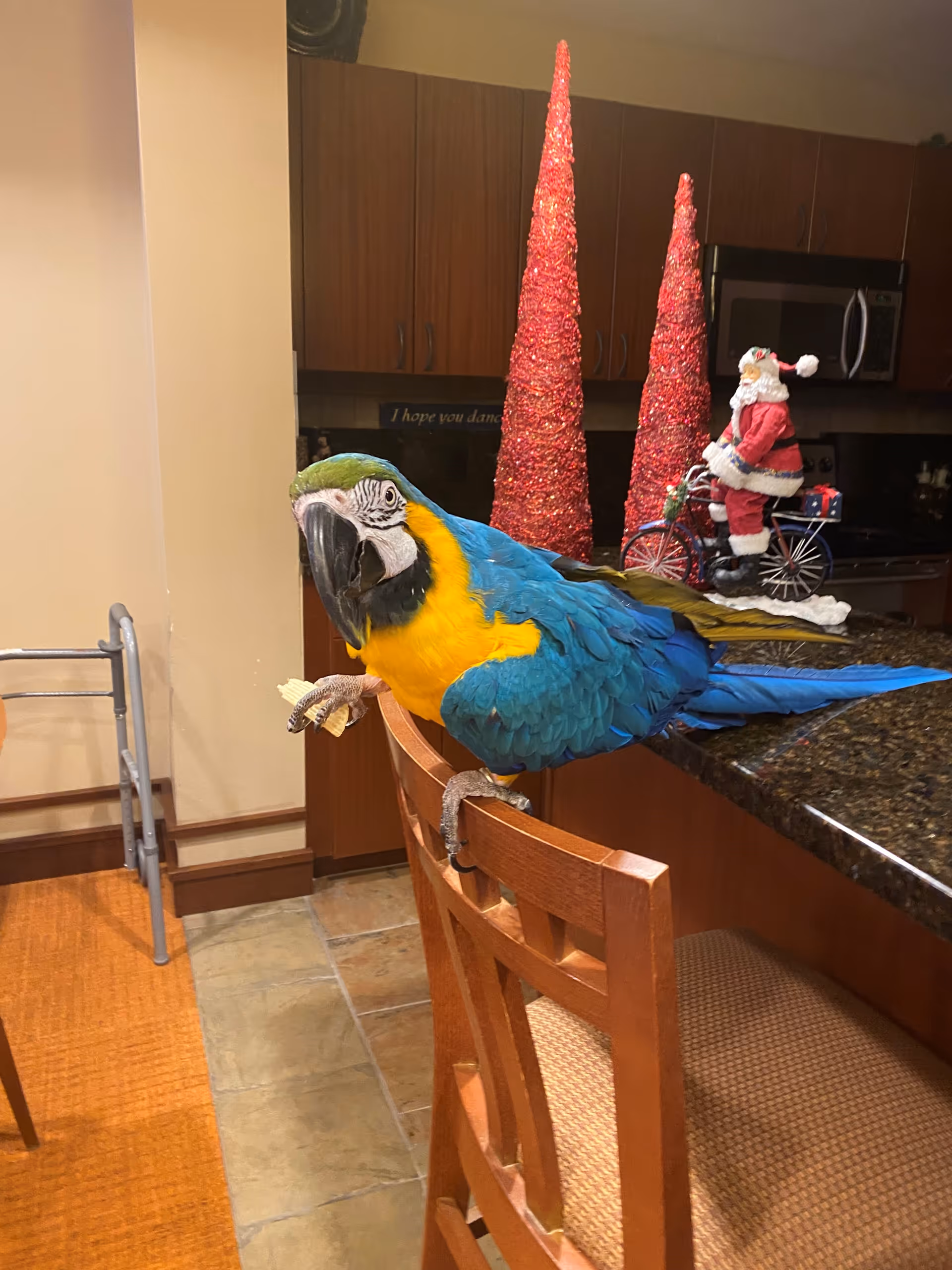A colorful blue and yellow parrot perched on the back of a wooden chair in a kitchen area. In the background, there are two tall red decorative cone-shaped objects and a Santa Claus figurine riding a bicycle on the kitchen counter. The kitchen has wooden cabinets and a microwave.