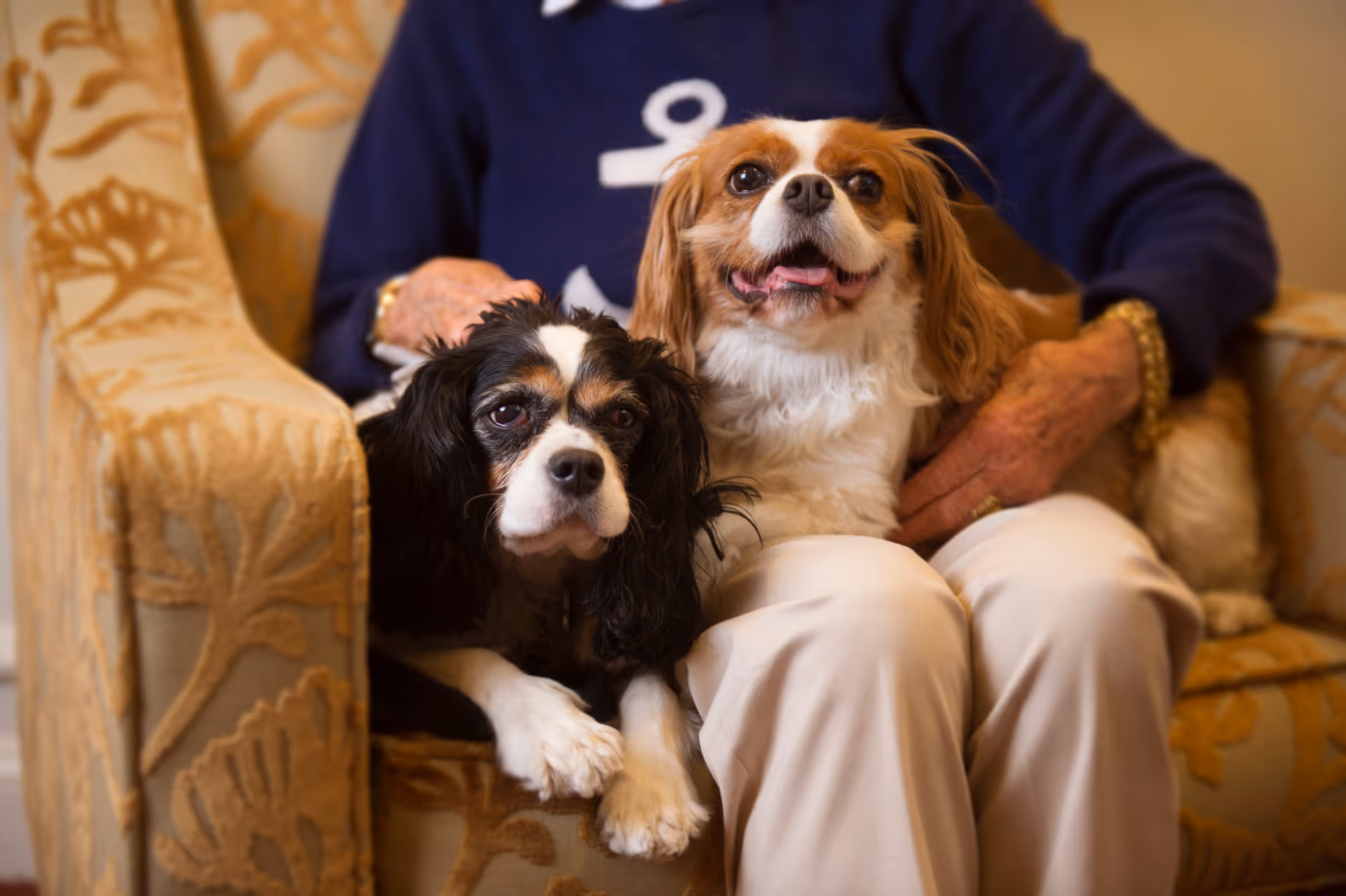 Two small dogs sitting on the lap of an elderly person who is seated on a patterned armchair. The person is wearing light-colored pants and a dark blue sweater with a white design.