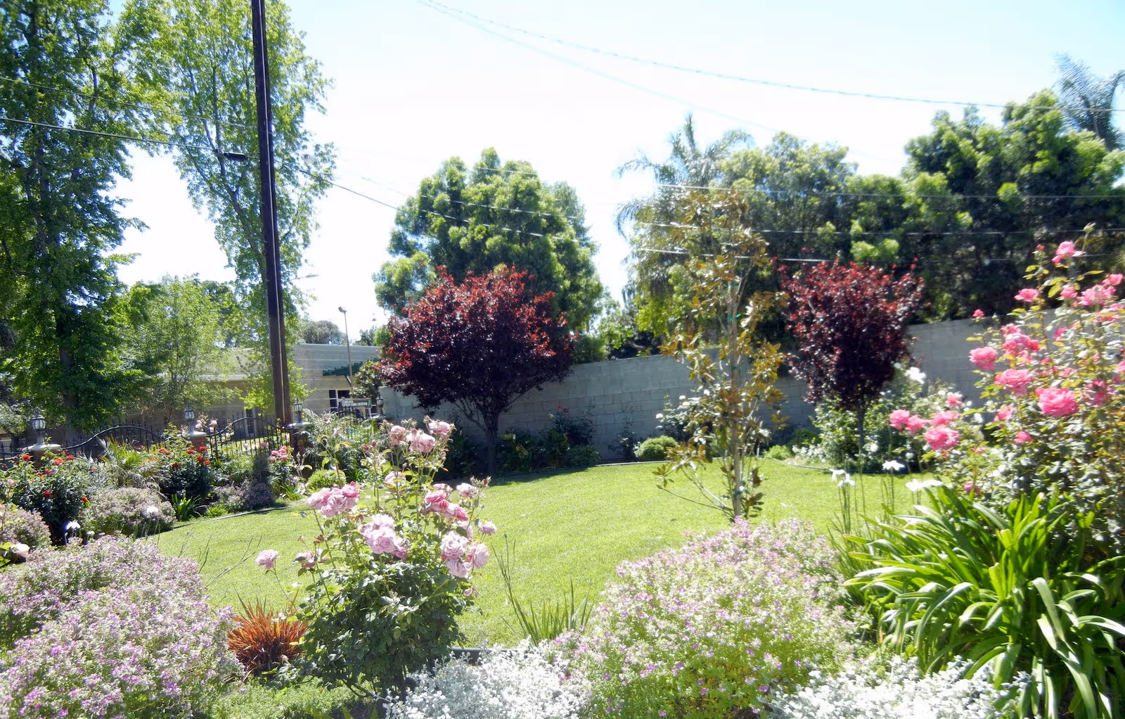 Sunlit landscaped garden with a green lawn, flowering shrubs and trees in a fenced courtyard.