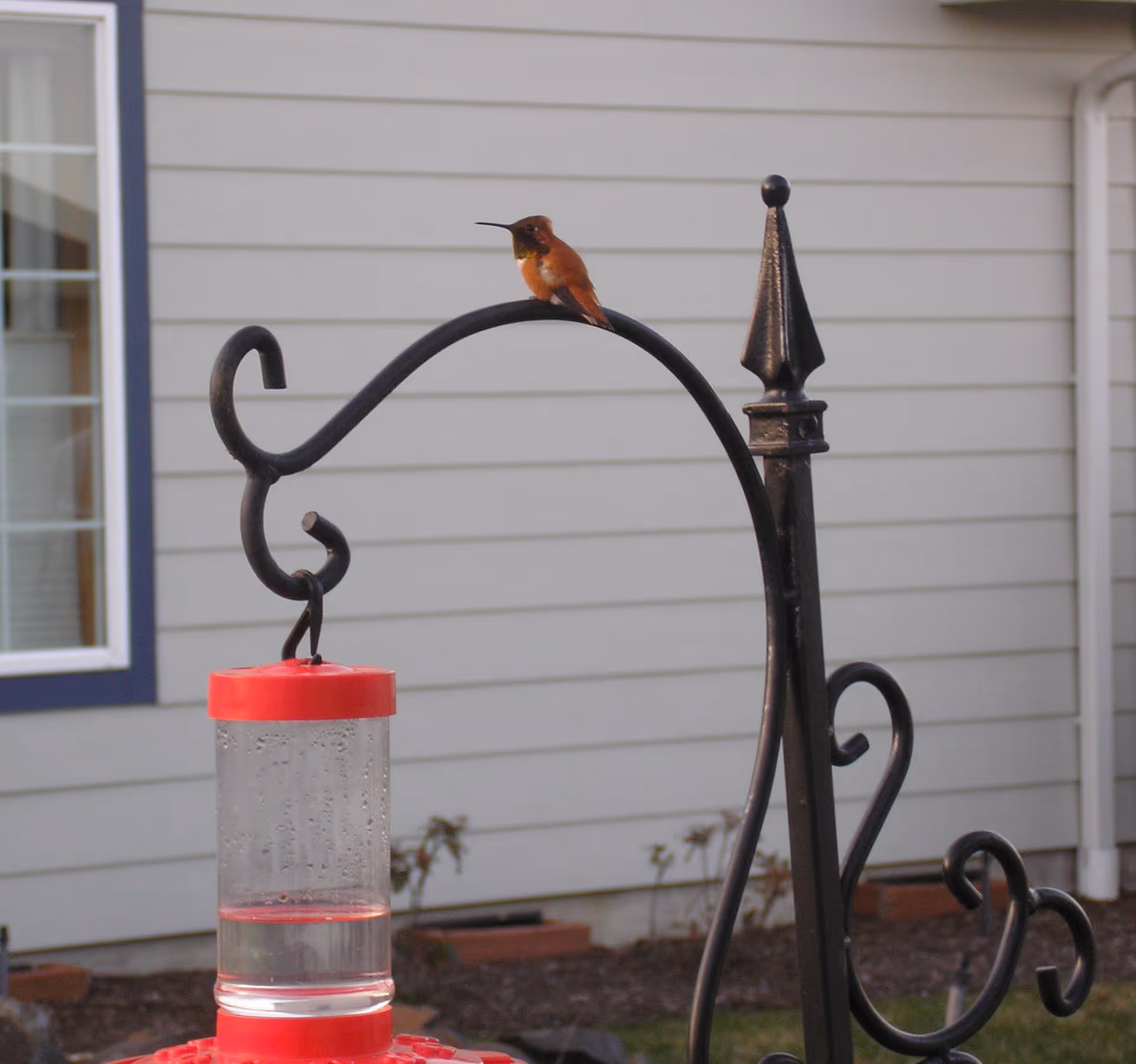 A small orange hummingbird perches on a curved black metal feeder hook above a red hummingbird feeder in front of a house.