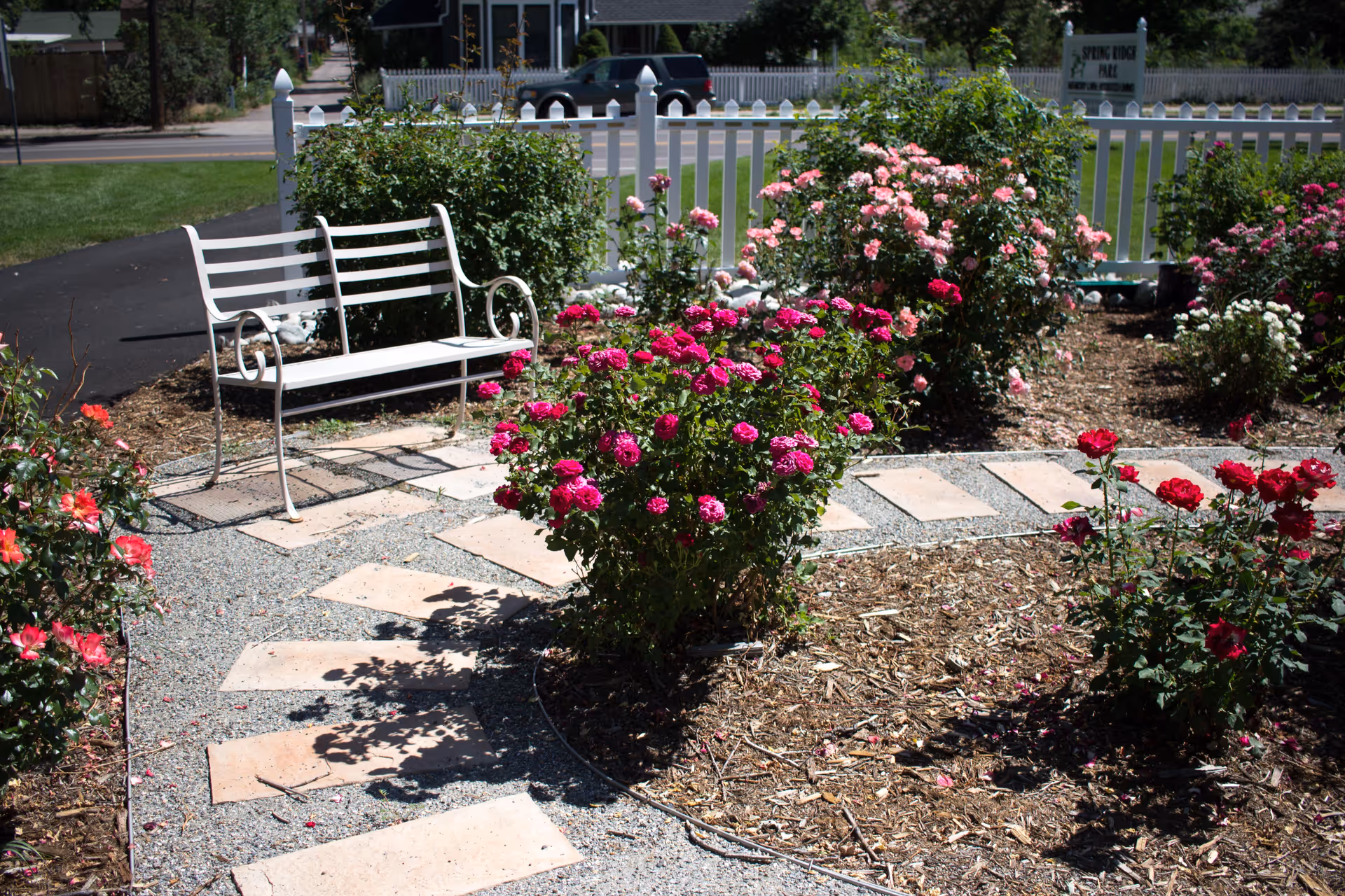 A garden area with blooming pink and red rose bushes, a white metal bench, a stone pathway, and a white picket fence in the background. A sign reading 'Spring Ridge Park' is visible behind the fence.