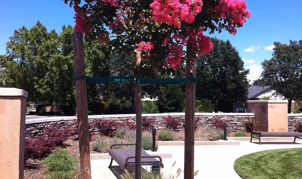 Outdoor seating area with benches, a tree with bright pink flowers supported by wooden stakes, surrounded by landscaped plants and a stone wall under a clear blue sky.