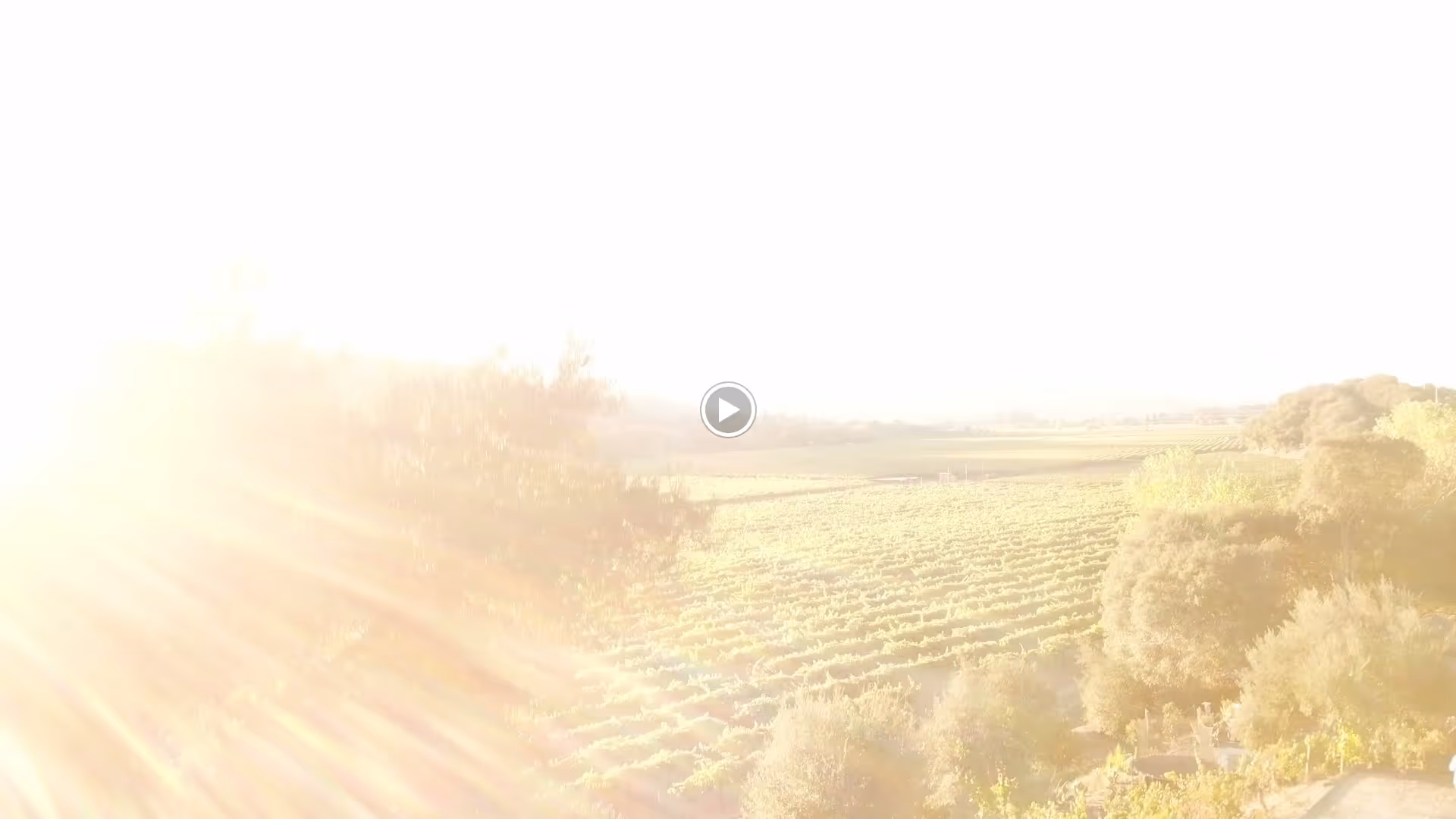 Sunlit vineyard landscape with rows of crops and scattered trees under bright sunlight.