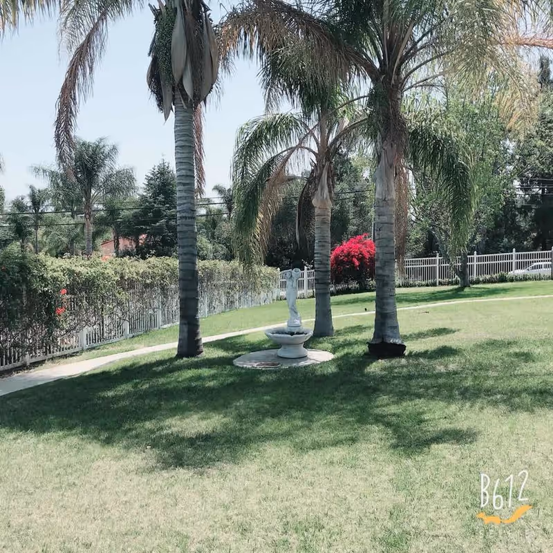 A sunny outdoor garden area with green grass, several tall palm trees, a white statue fountain in the center, and a white fence in the background. There are also some bushes and a bright red flowering plant near the fence.