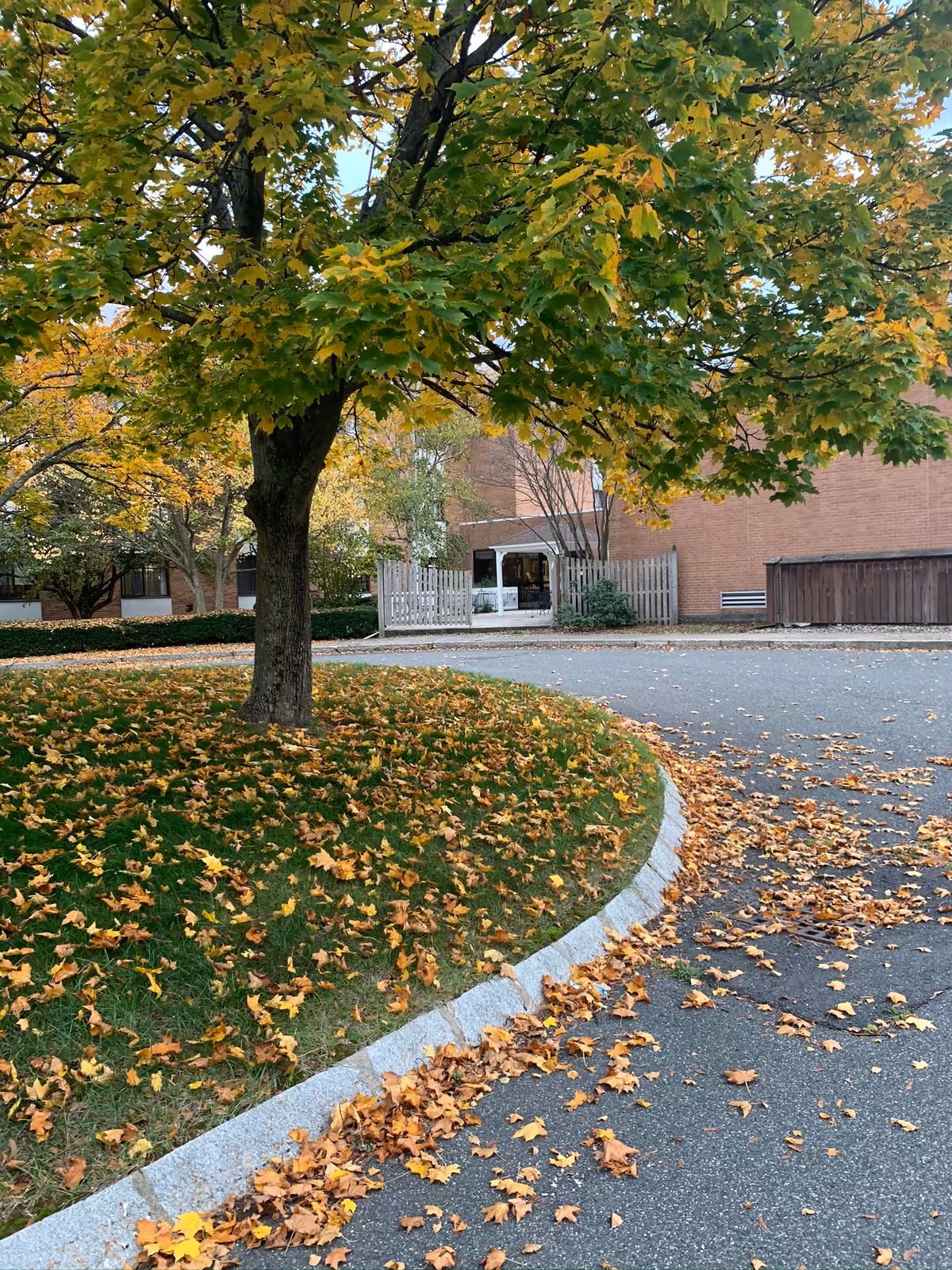 A large tree with autumn leaves and a carpet of fallen leaves beside a curved curb leading to the entrance of a brick building.