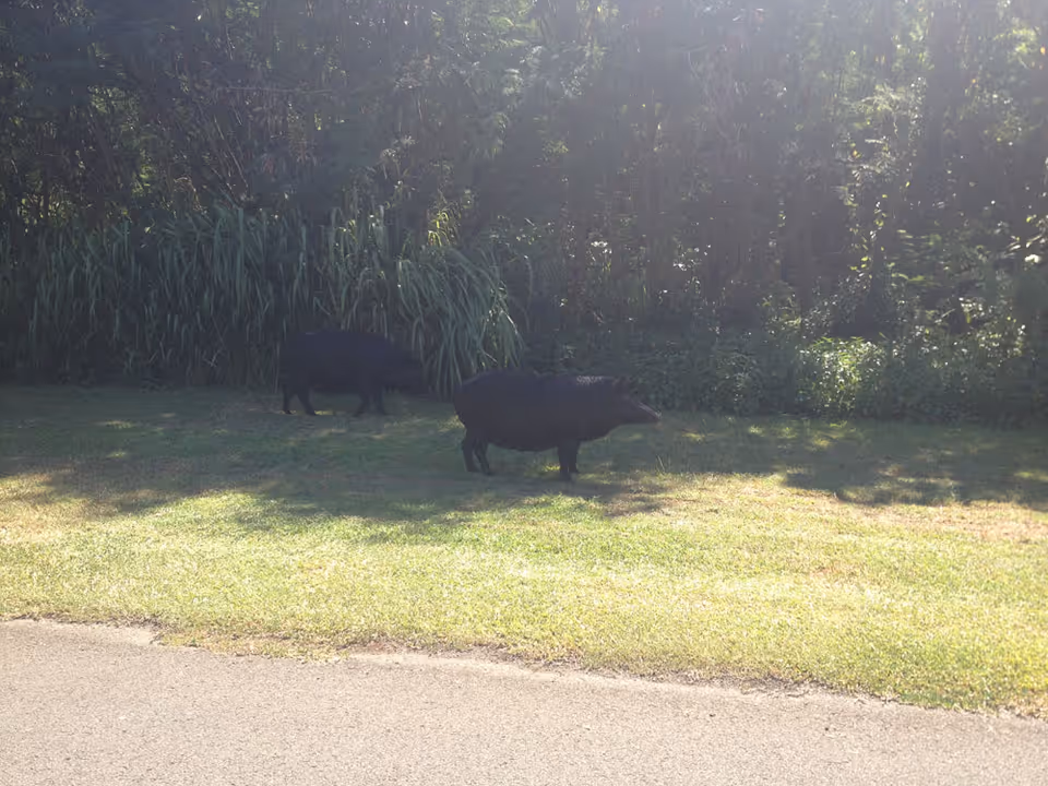 Two black pigs grazing on a grassy lawn near dense trees and shrubs.
