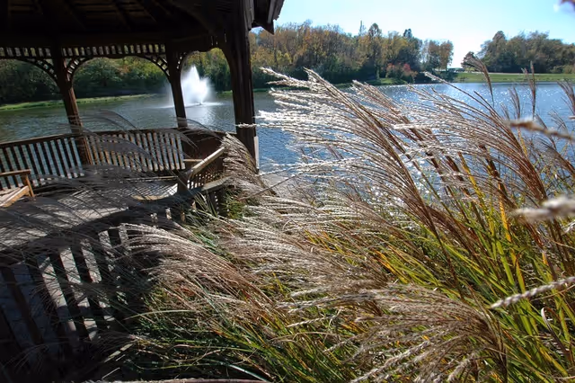 A wooden lakeside gazebo beside tall ornamental grasses with a fountain in the lake and trees in the background.