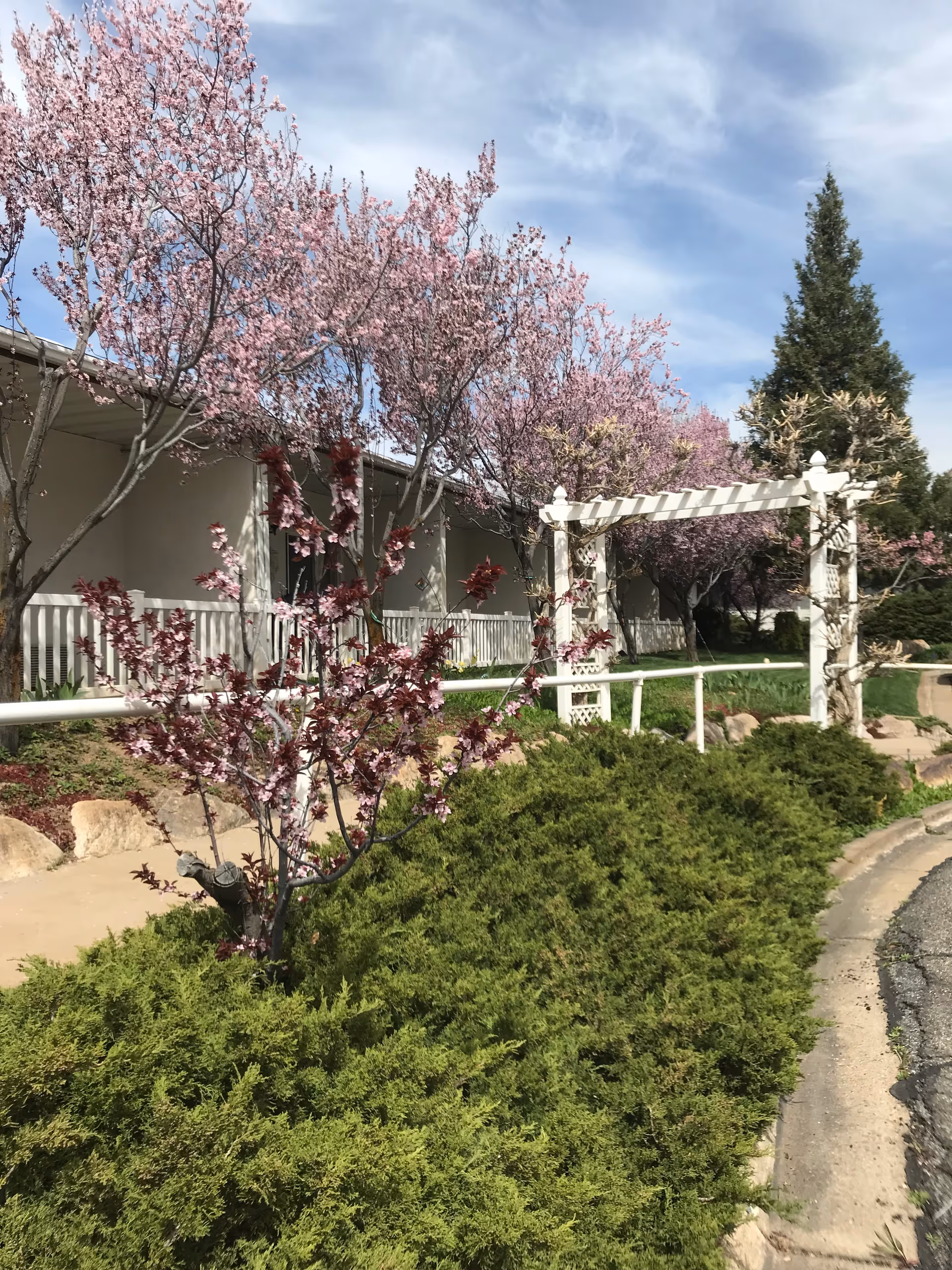 Outdoor garden area at Gardens Assisted Living featuring blooming pink cherry blossom trees, green shrubs, a white wooden pergola, and a paved walkway under a partly cloudy sky.