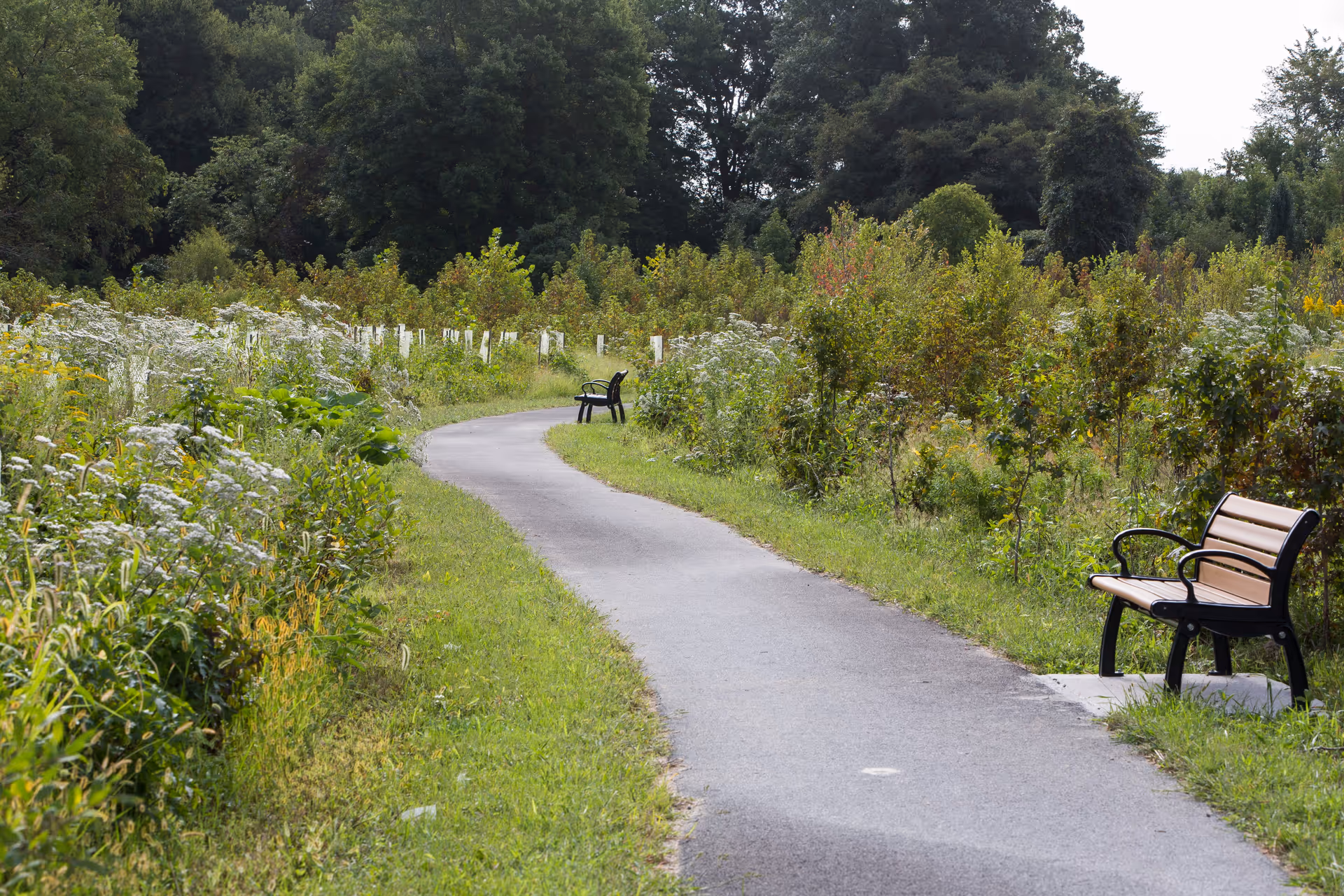 A paved walking path winding through a green, natural area with wildflowers and small bushes on either side. Two wooden benches with black metal frames are placed along the path. Tall trees are visible in the background under a partly cloudy sky.
