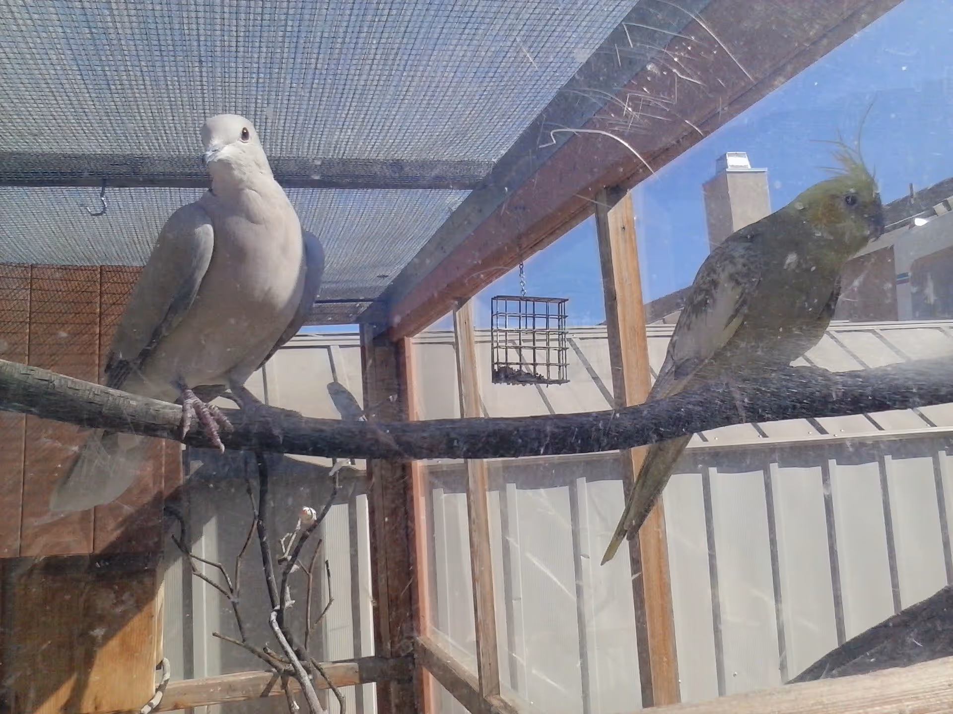 Two birds perched on a branch inside a screened outdoor aviary with buildings visible through the enclosure.